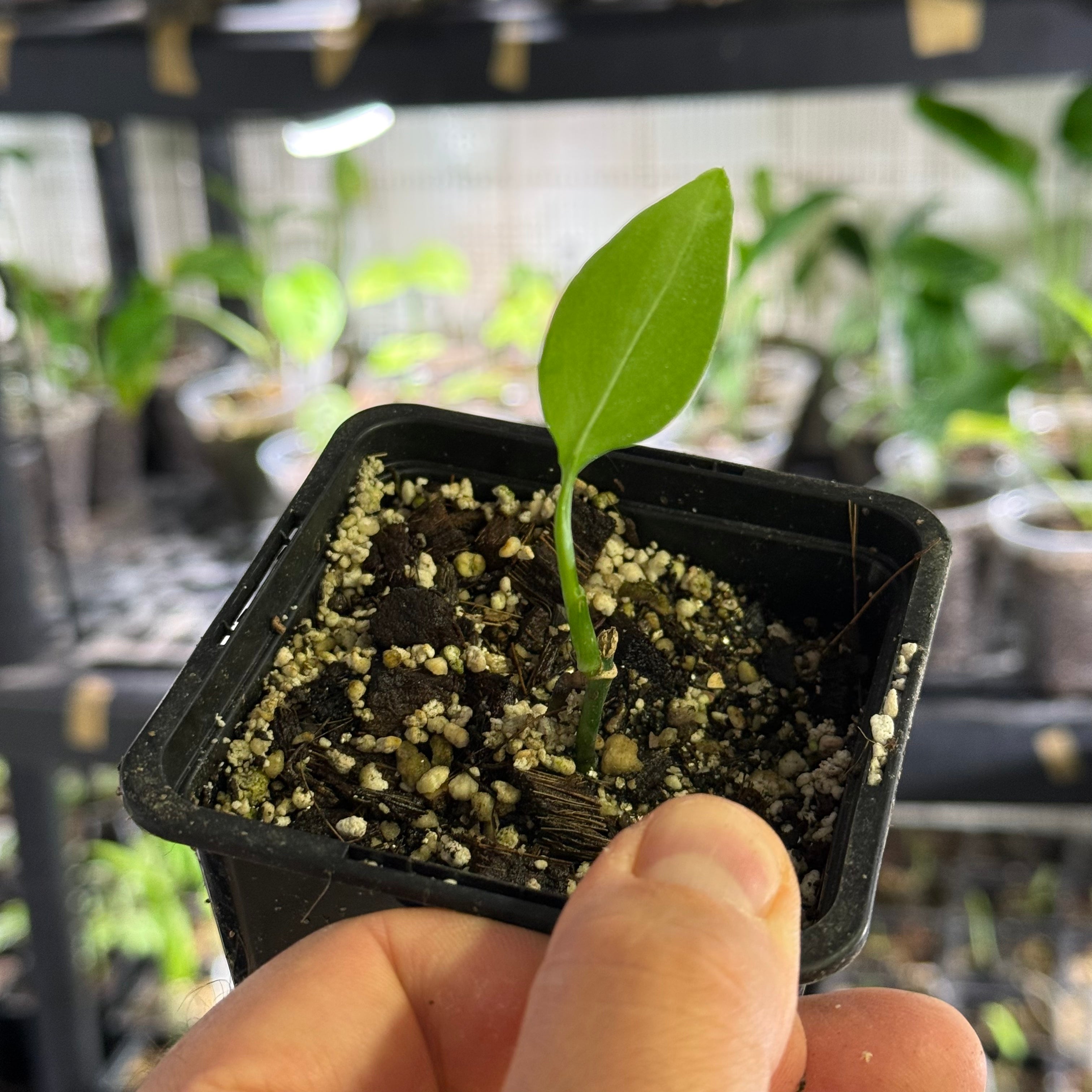 Monstera spec. peruviana