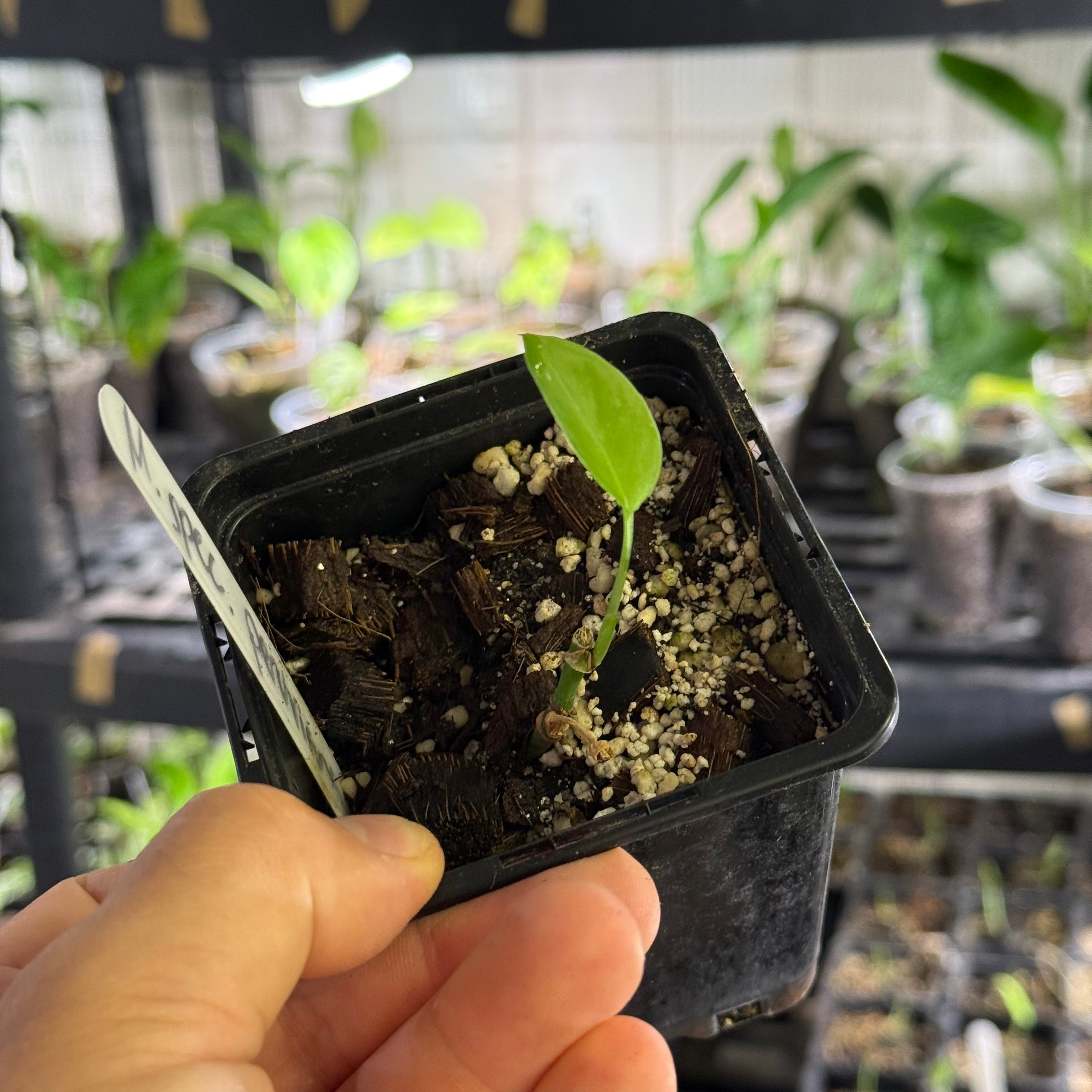 Monstera spec. peruviana