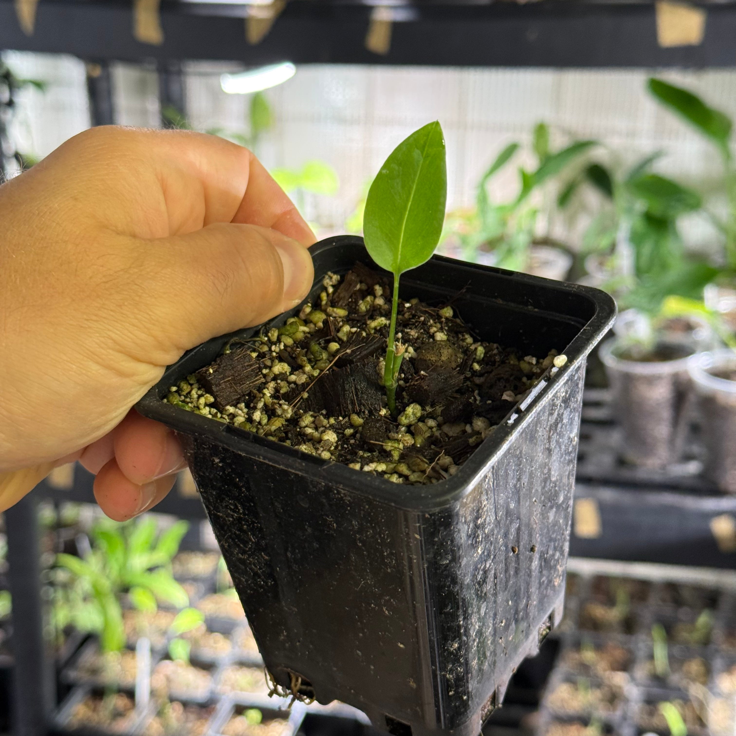 Monstera spec. peruviana