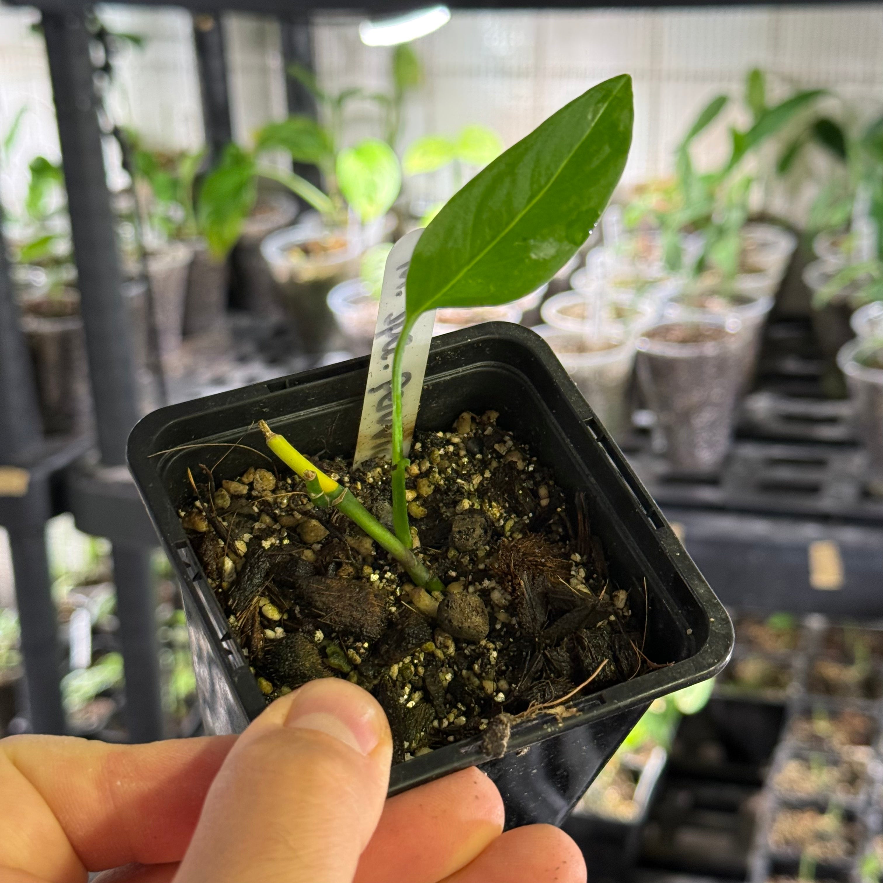Monstera spec. peruviana