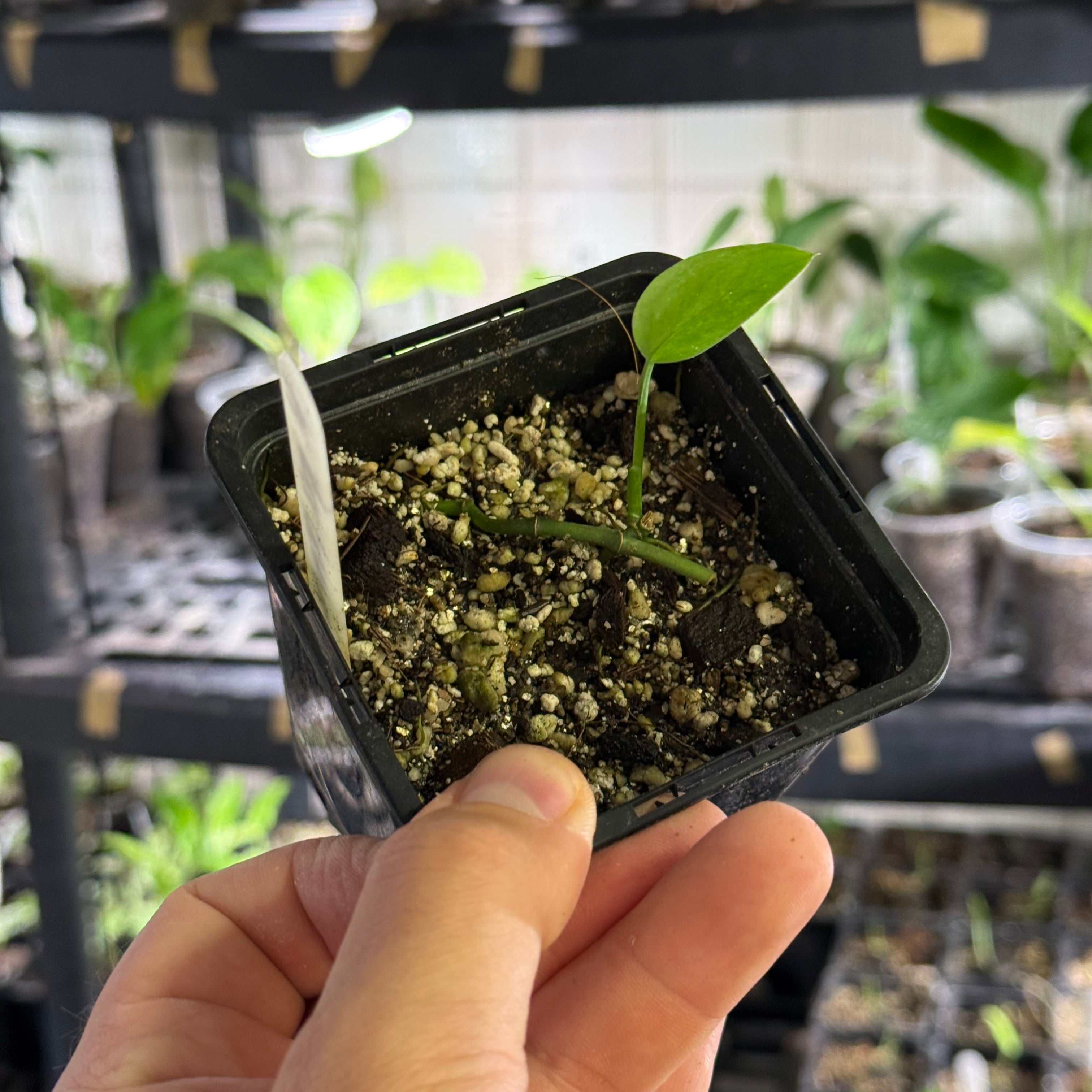 Monstera spec. peruviana