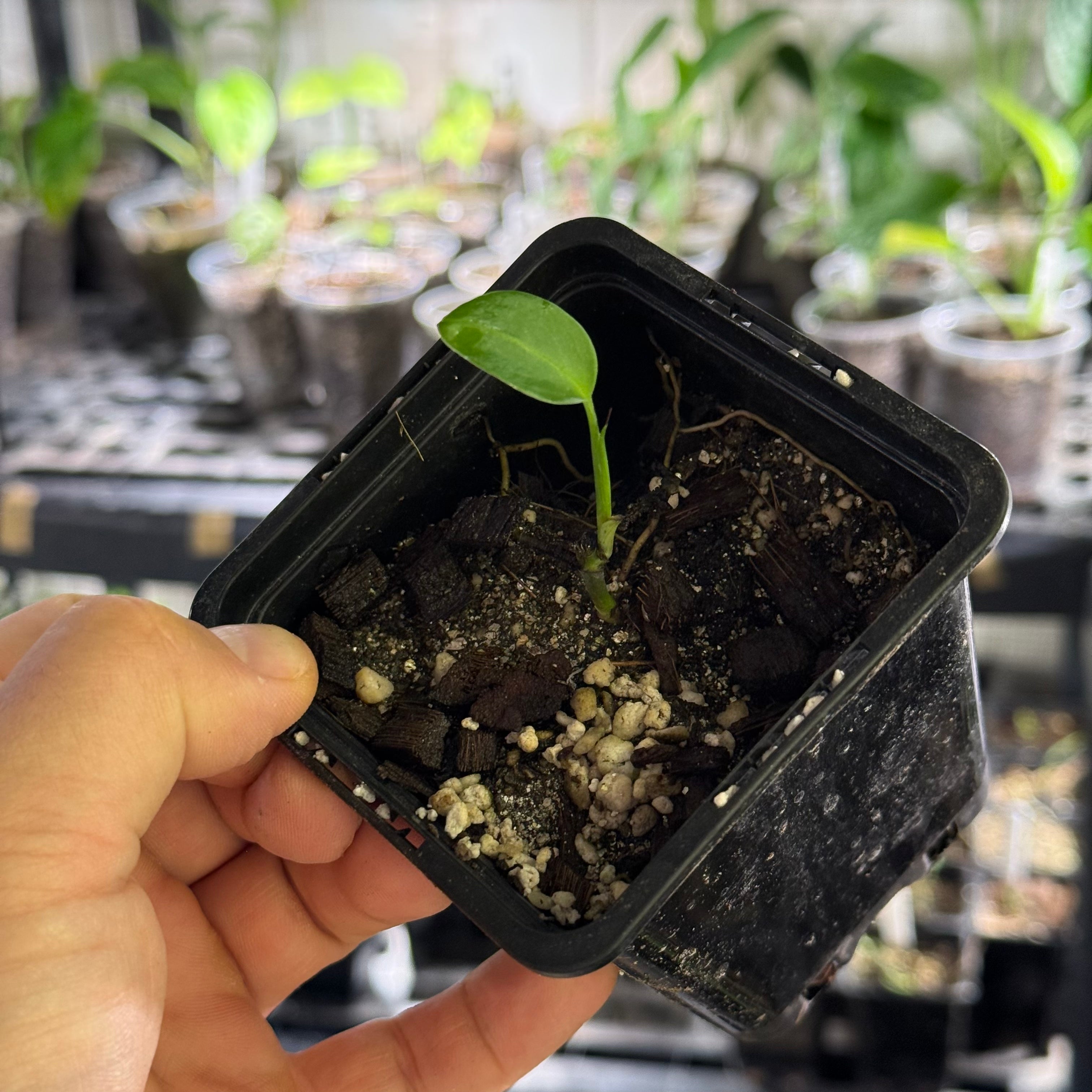 Monstera spec. peruviana