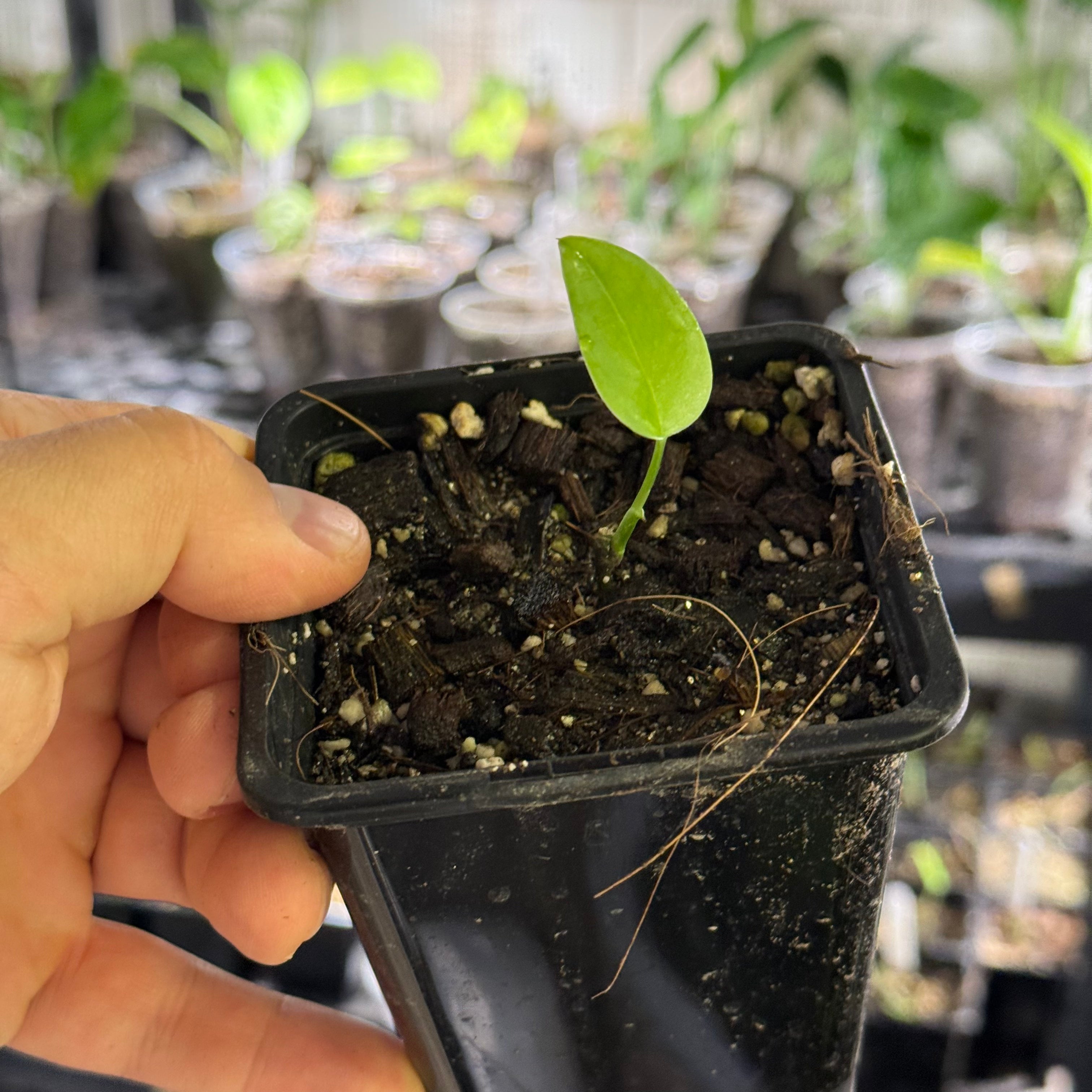 Monstera spec. peruviana