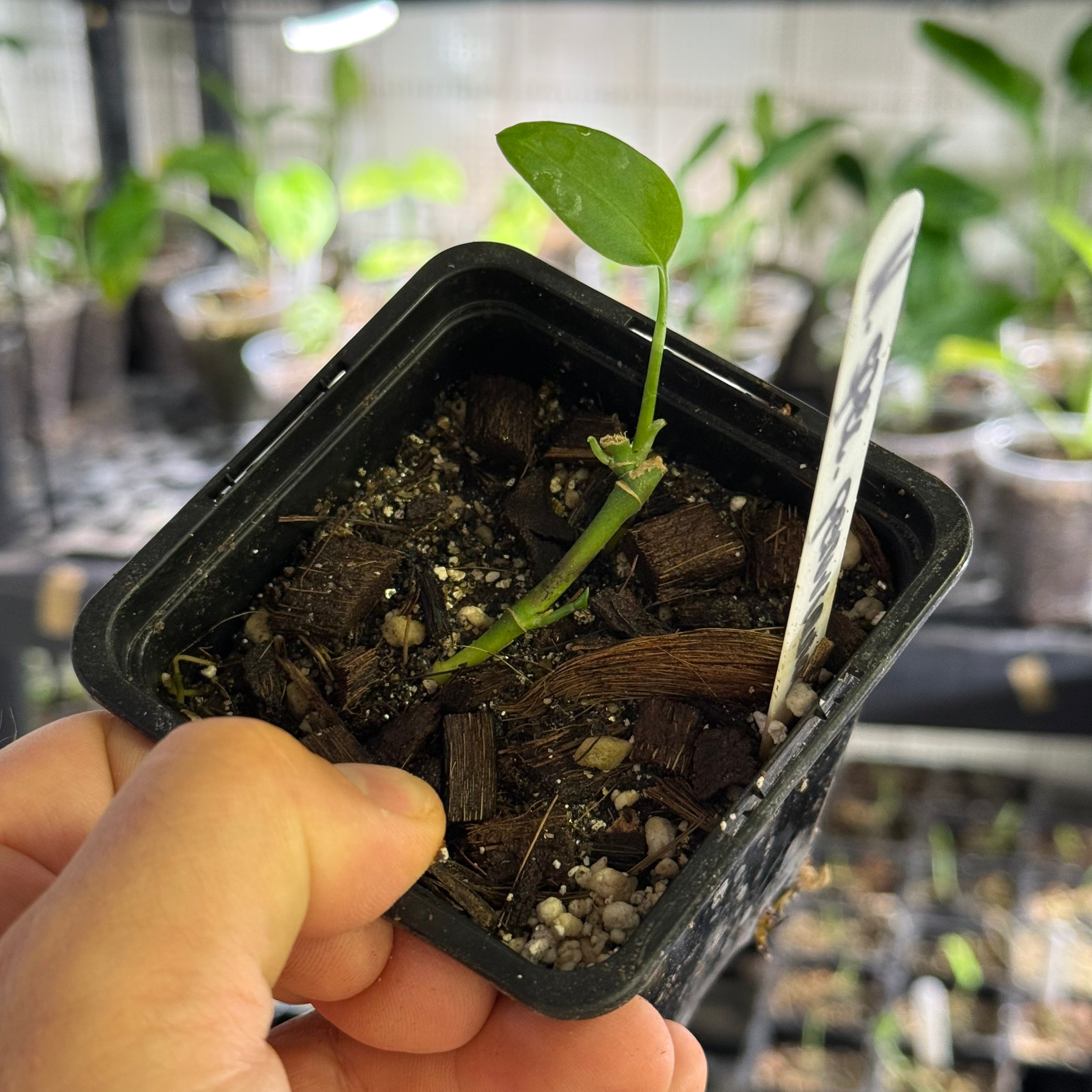Monstera spec. peruviana