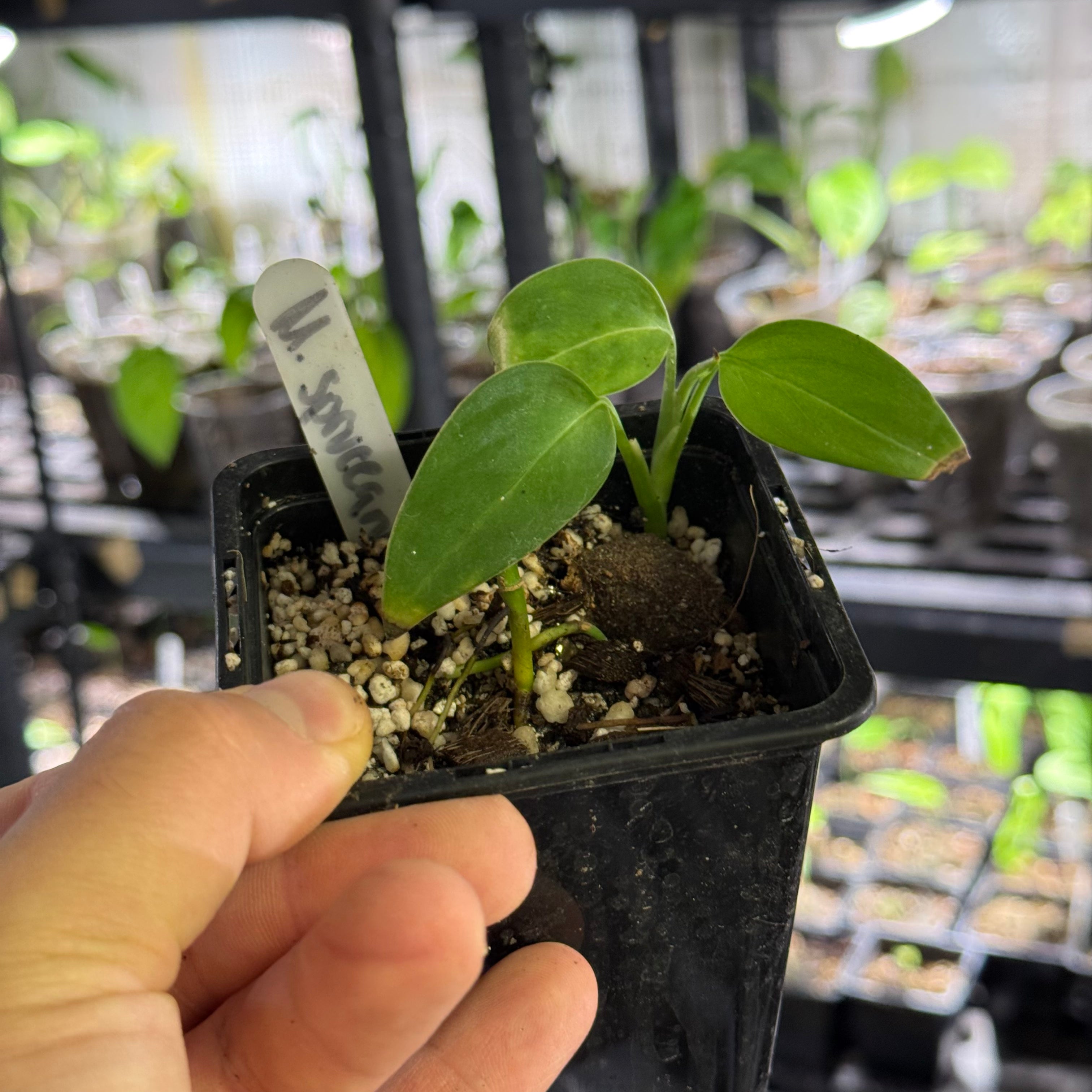 Monstera spruceana