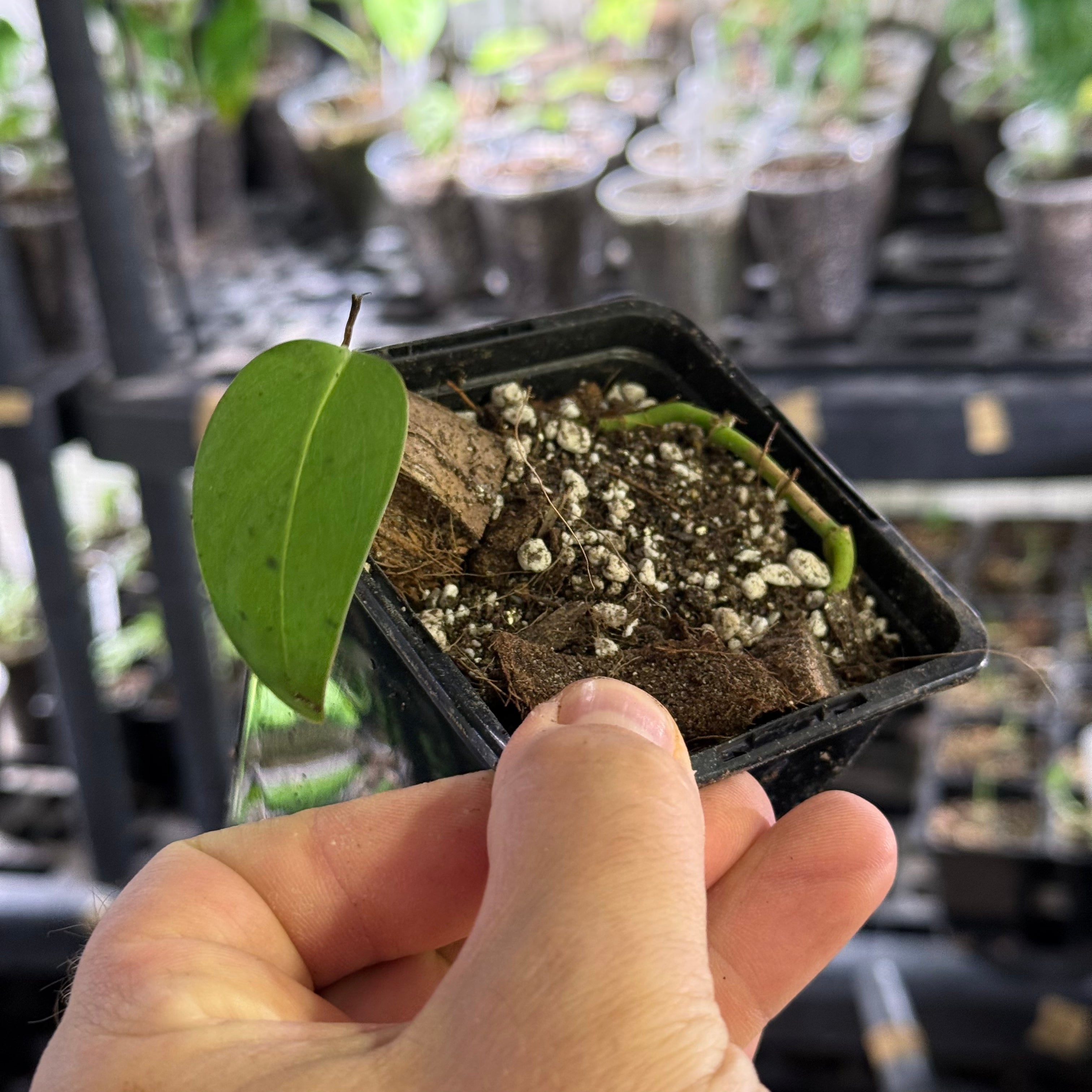 Monstera spruceana