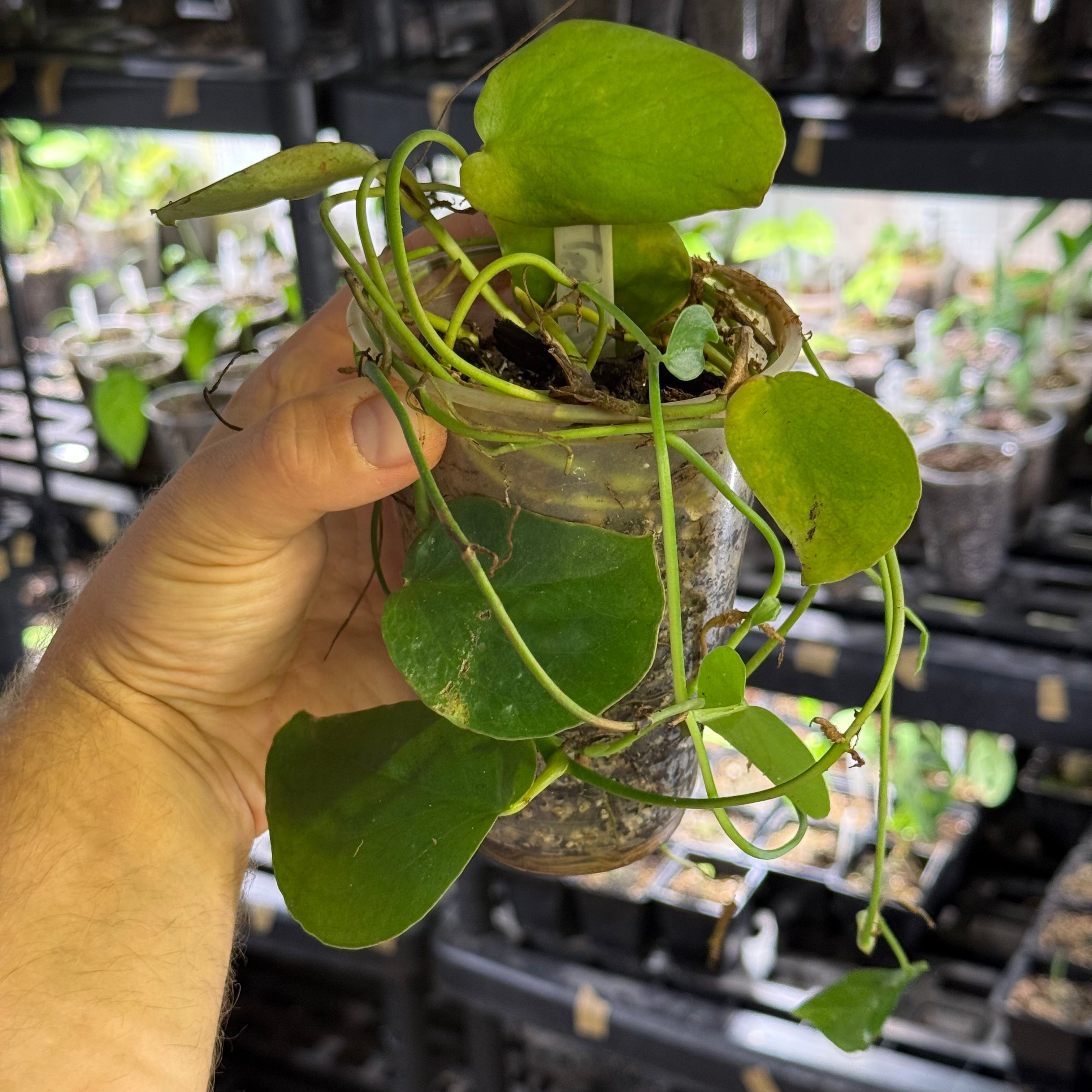 Monstera Tenuis