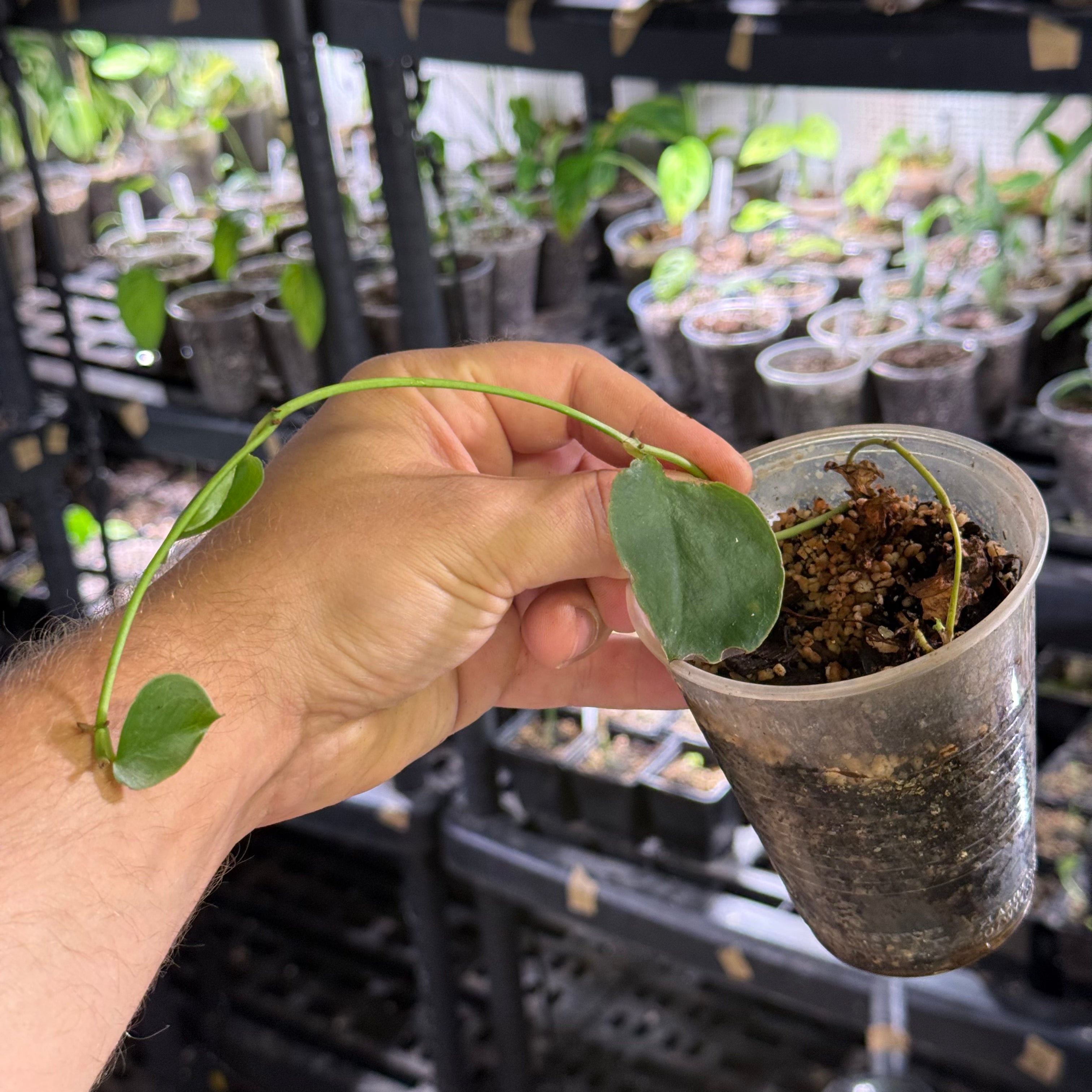 Monstera Tenuis