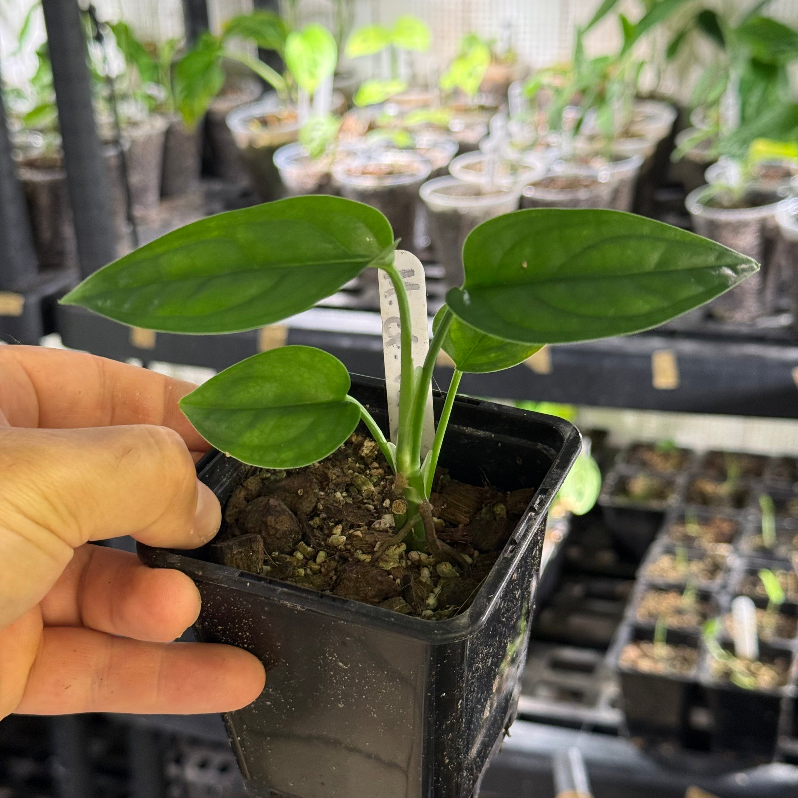 Monstera obliqua cf pangui
