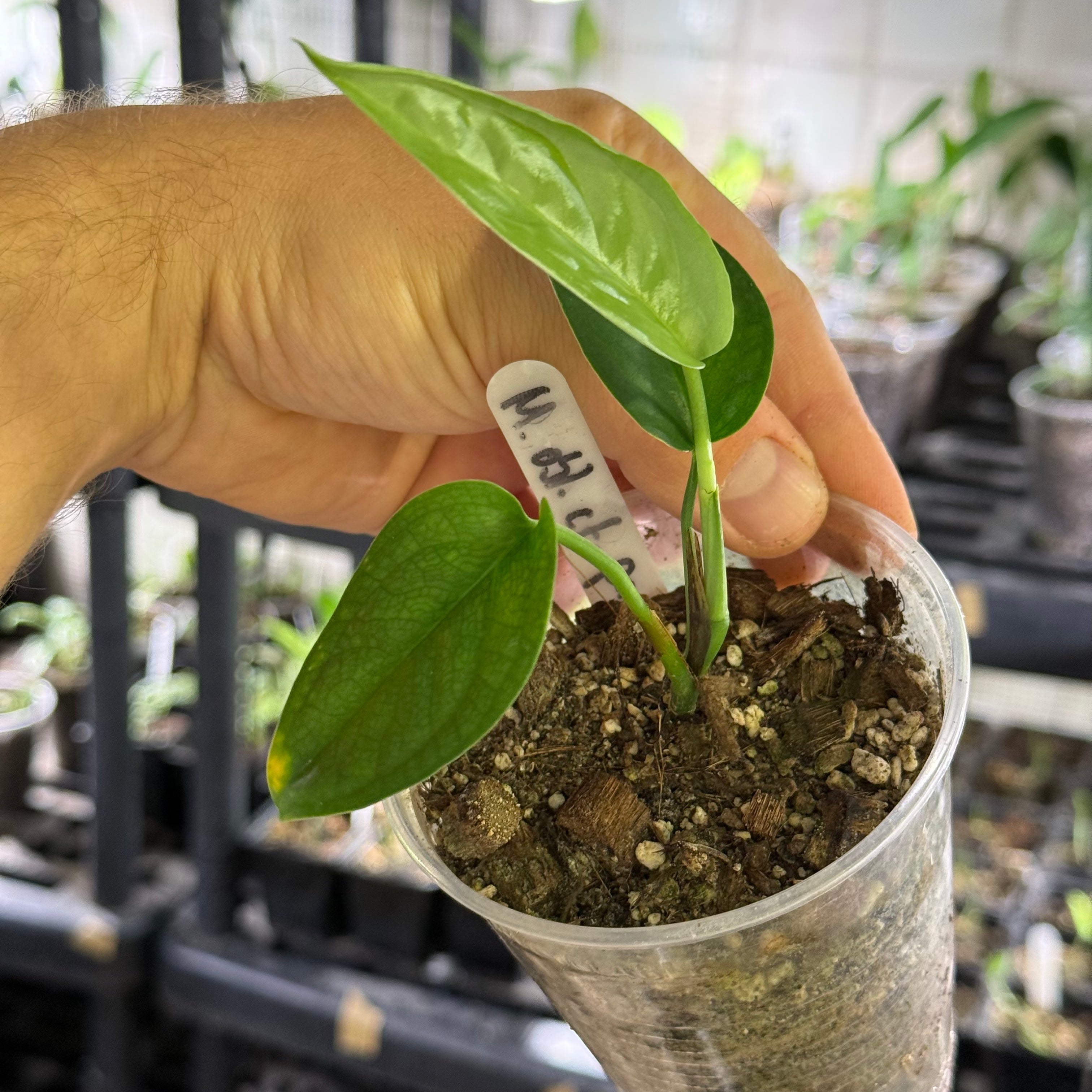 Monstera obliqua cf pangui