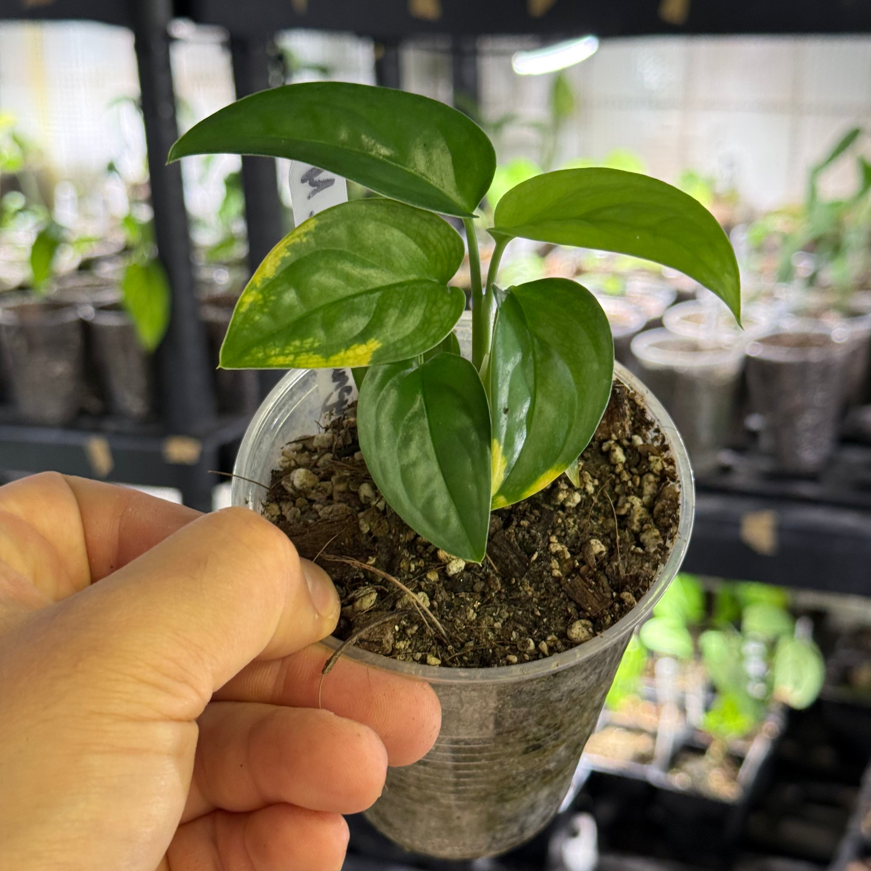 Monstera obliqua cf pangui