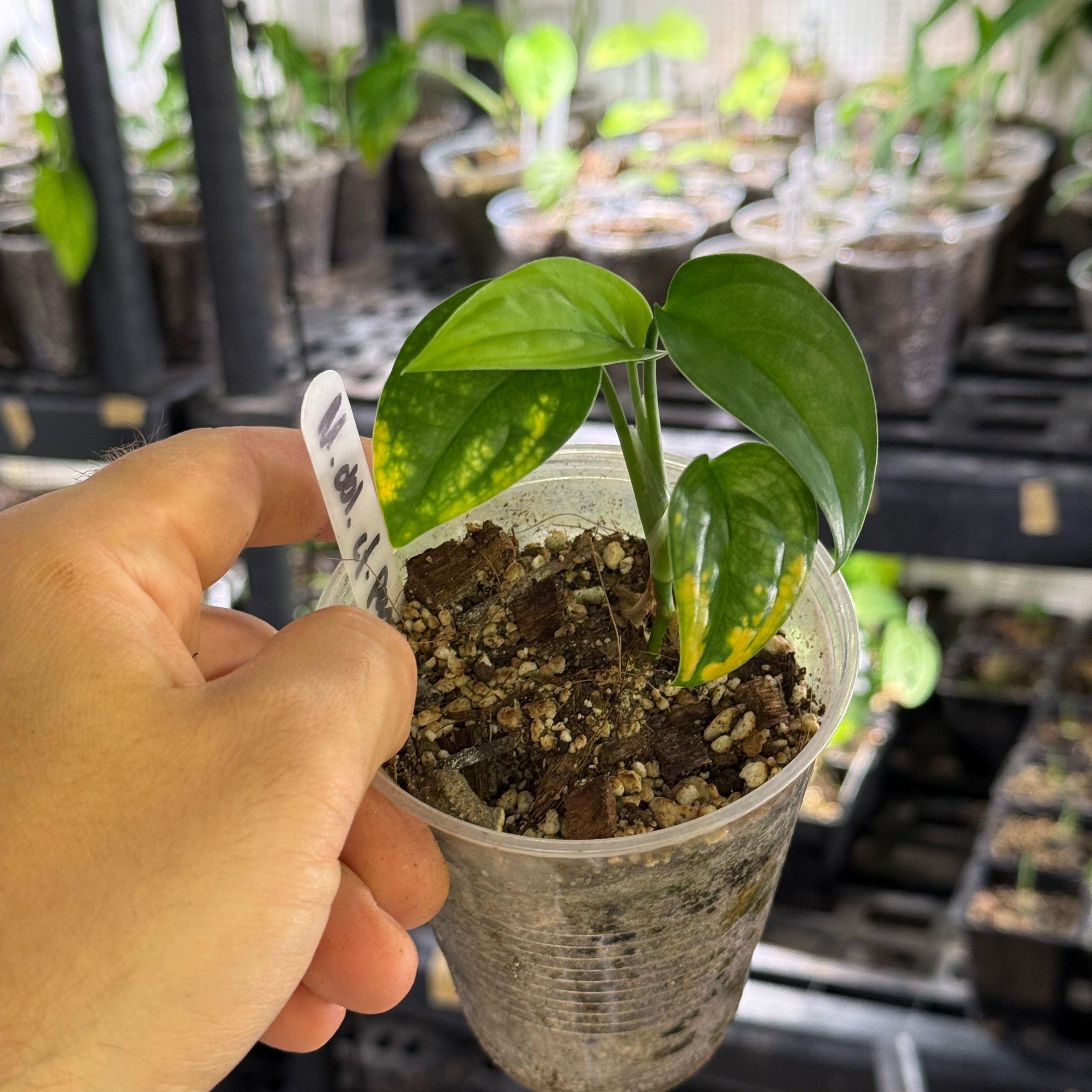 Monstera obliqua cf pangui