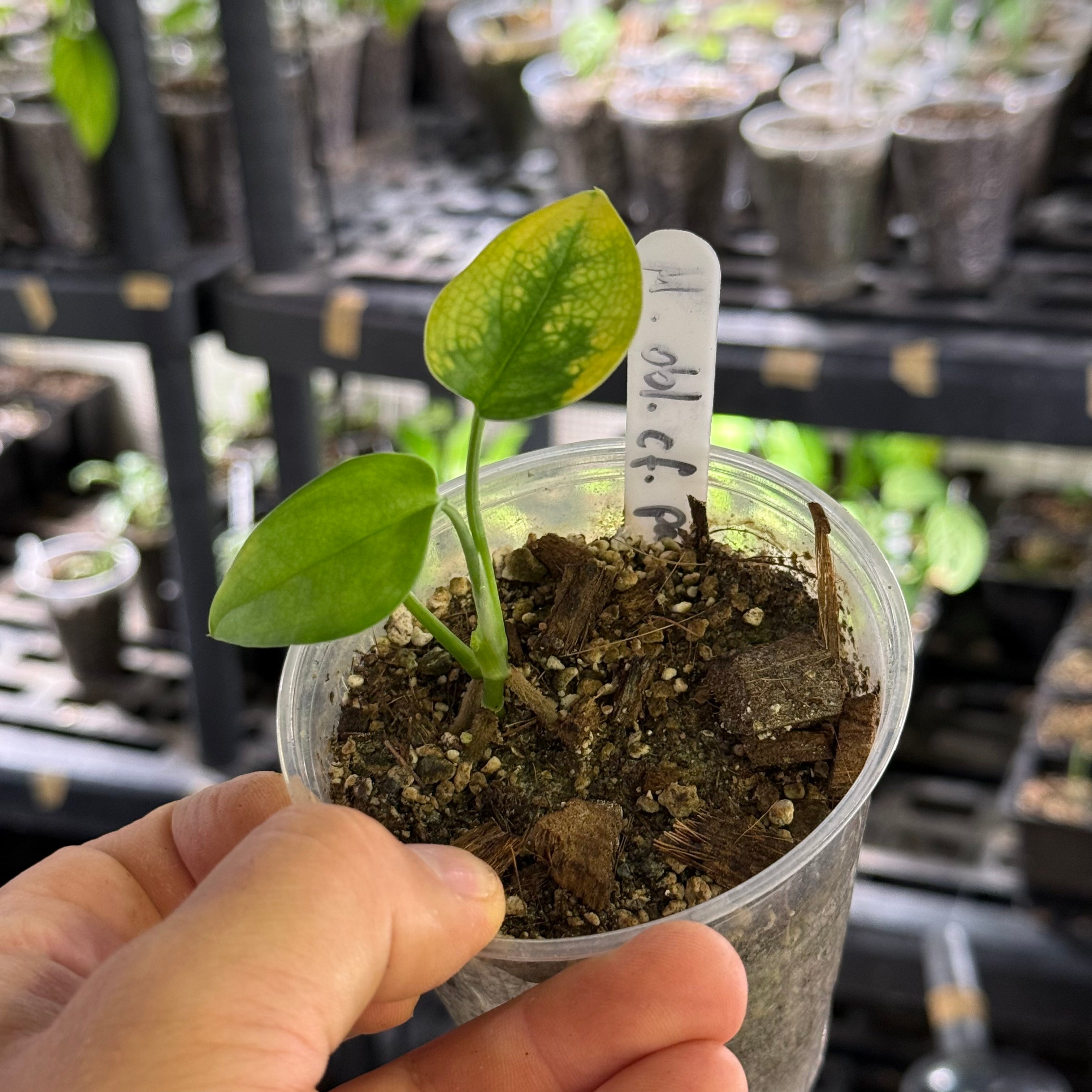 Monstera obliqua cf pangui