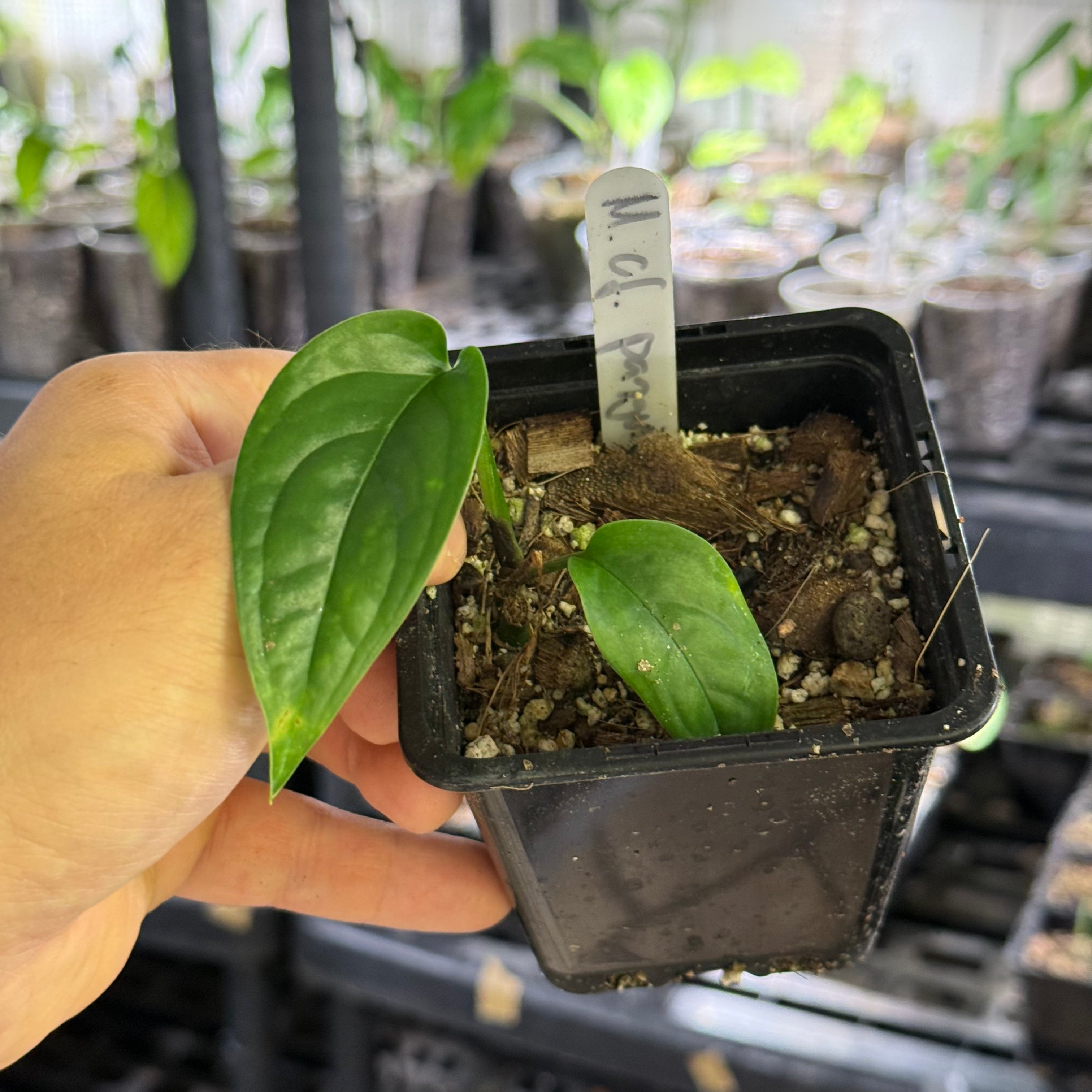Monstera obliqua cf pangui