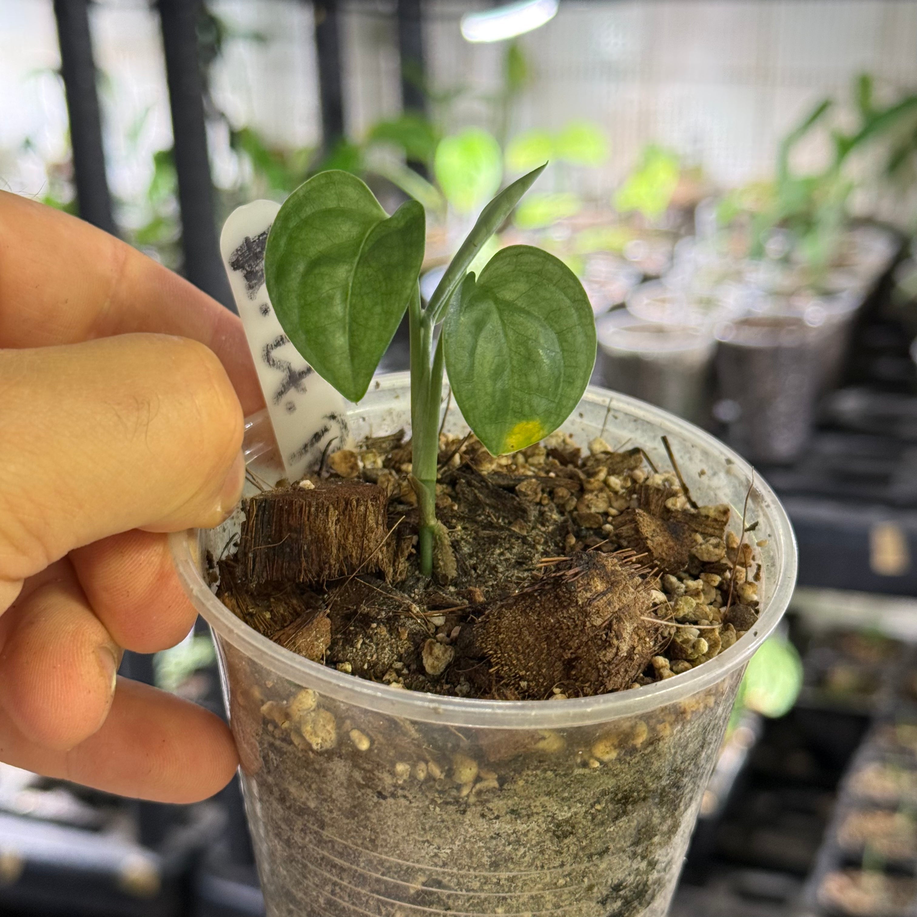 Monstera obliqua cf pangui