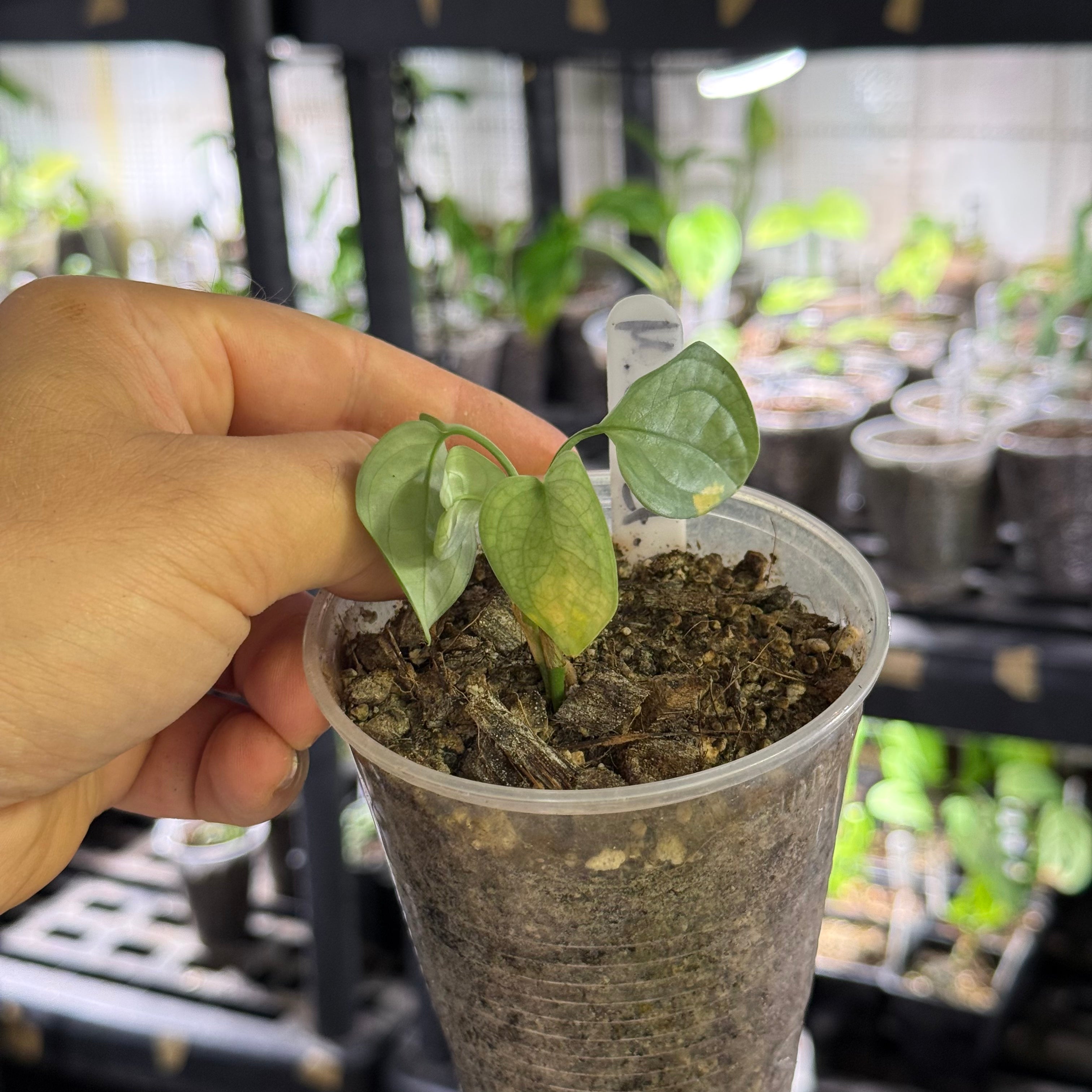 Monstera obliqua cf pangui