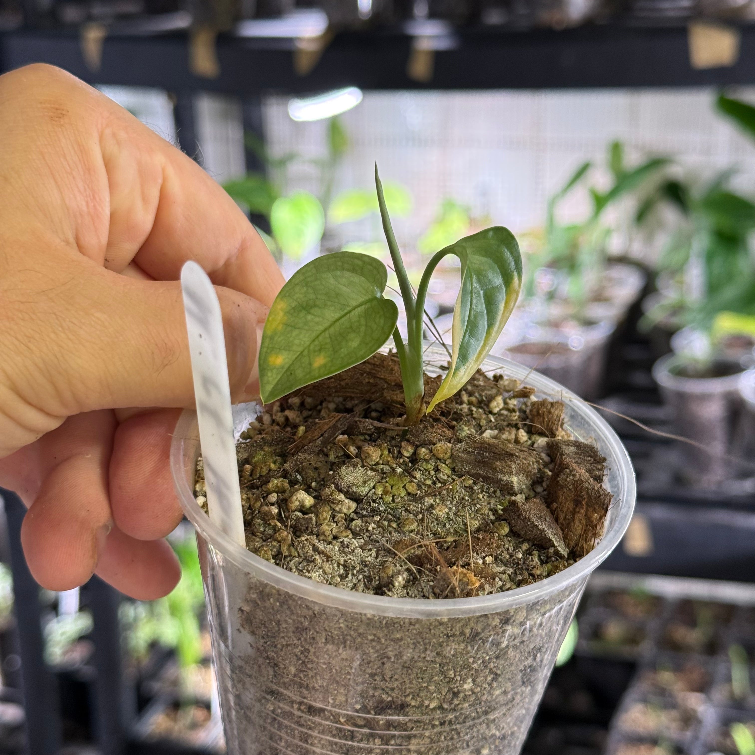 Monstera obliqua cf pangui