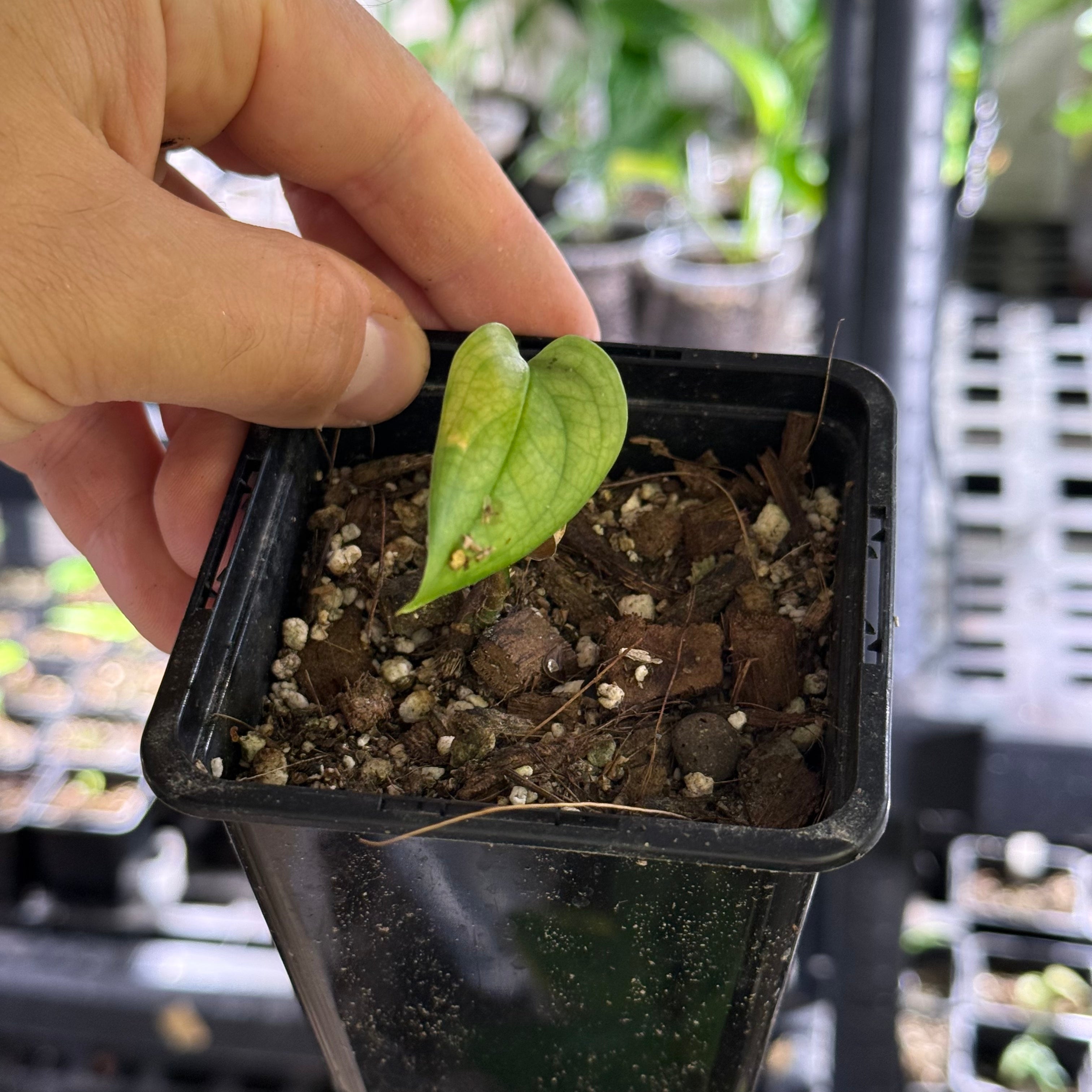 Monstera obliqua cf pangui