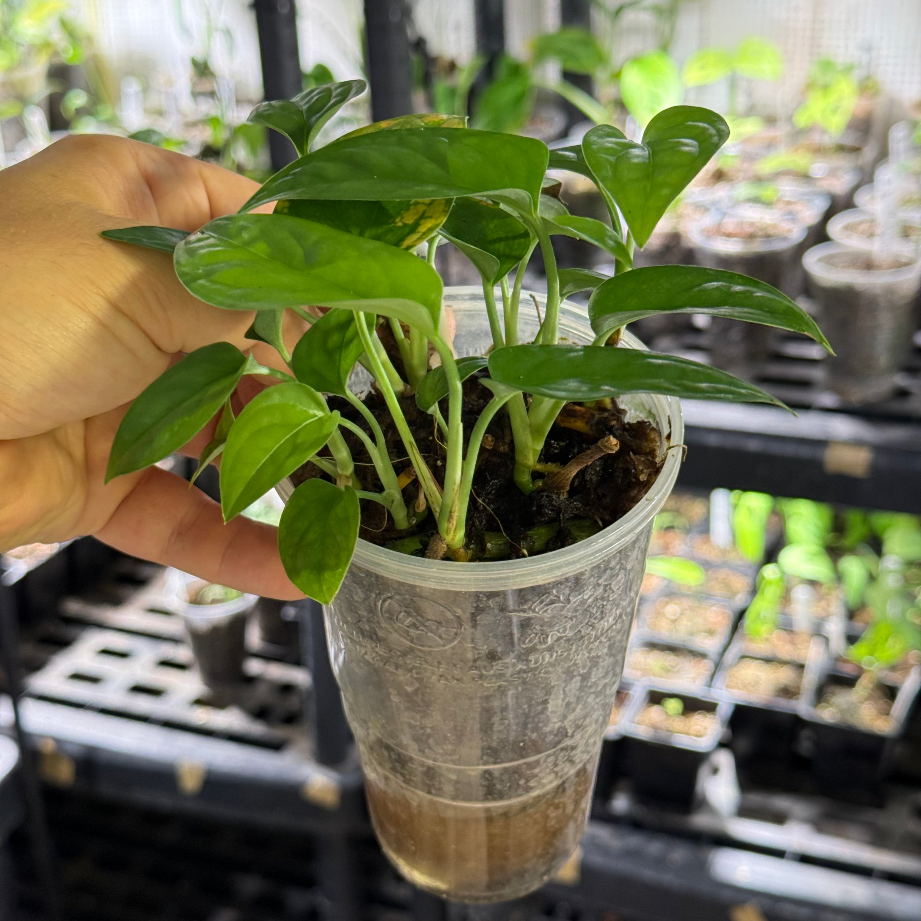 Monstera obliqua cf pangui