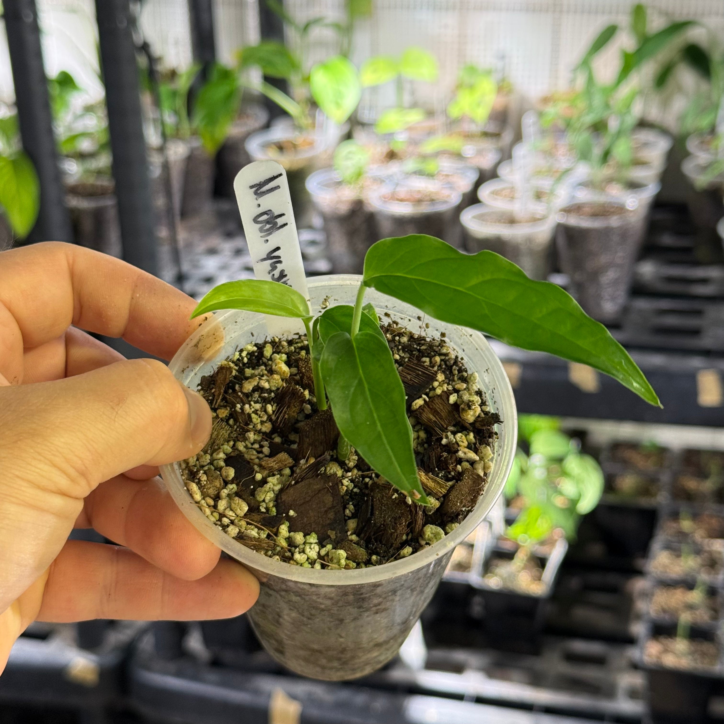 Monstera obliqua yasuni