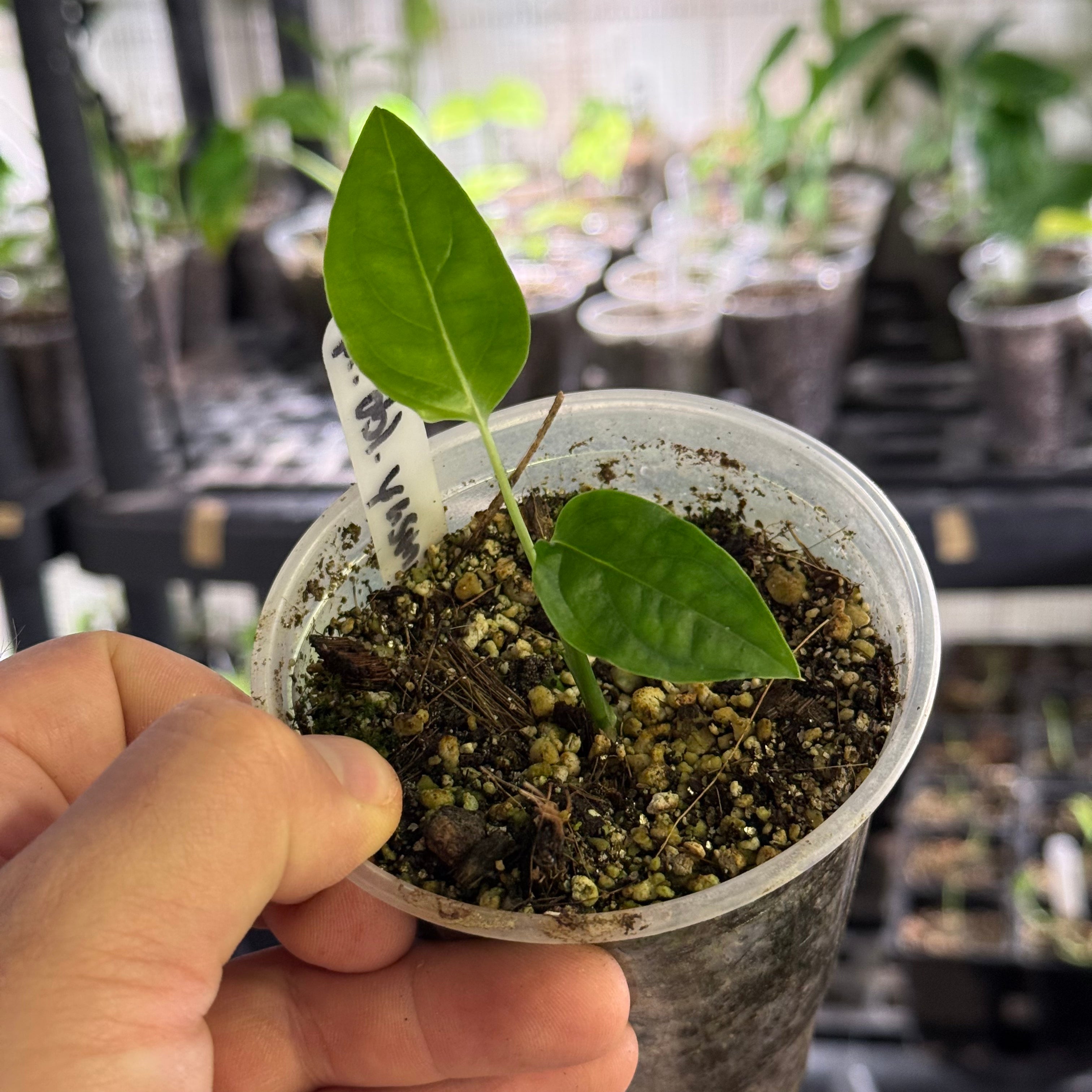 Monstera obliqua yasuni