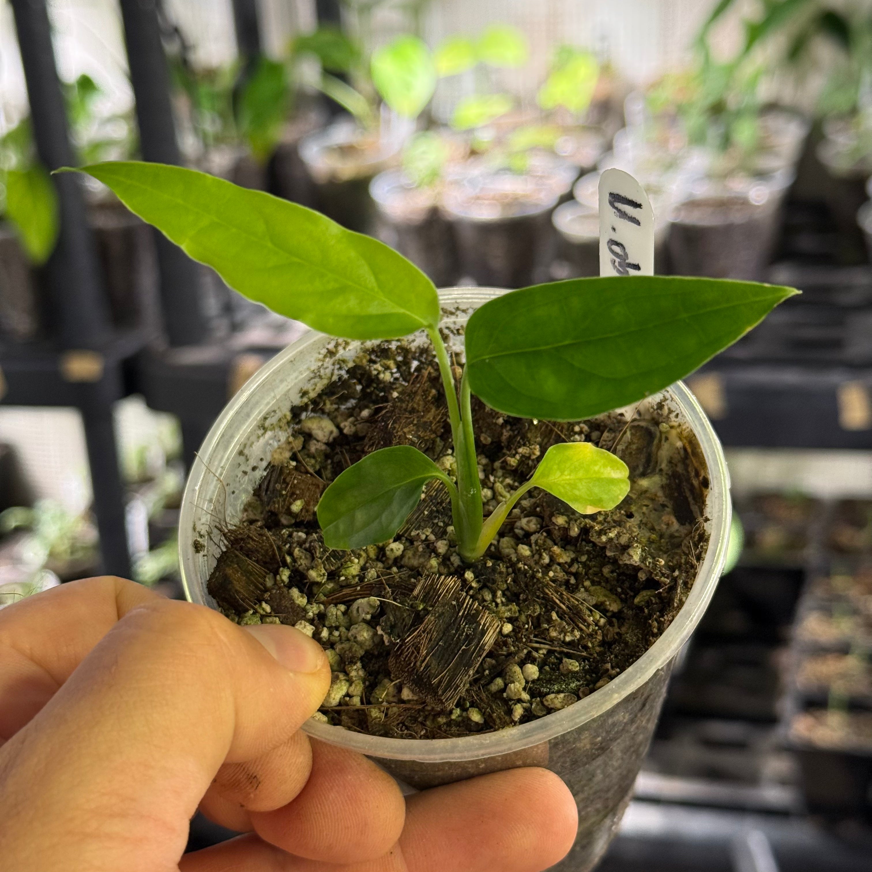 Monstera obliqua yasuni