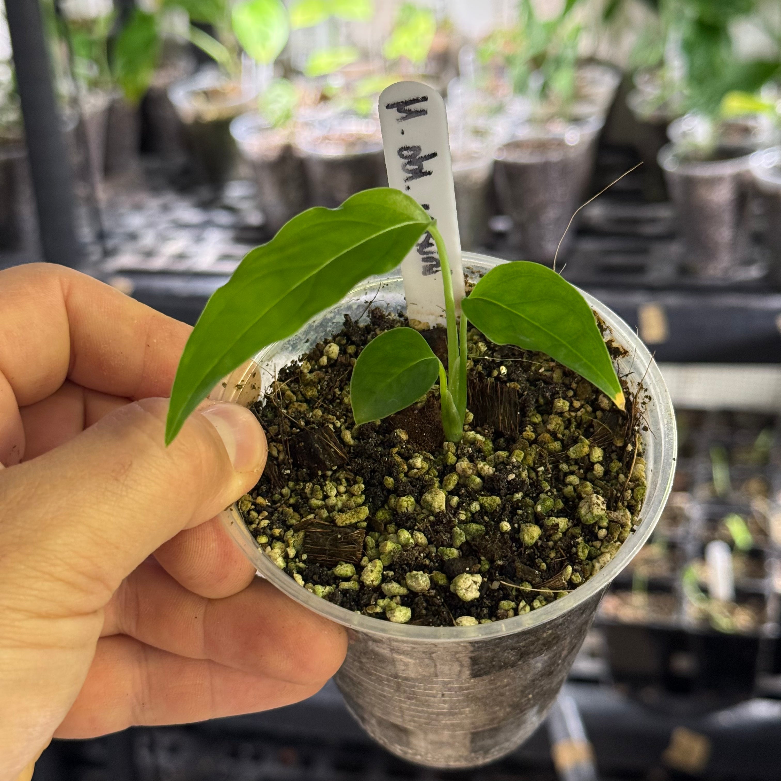 Monstera obliqua yasuni