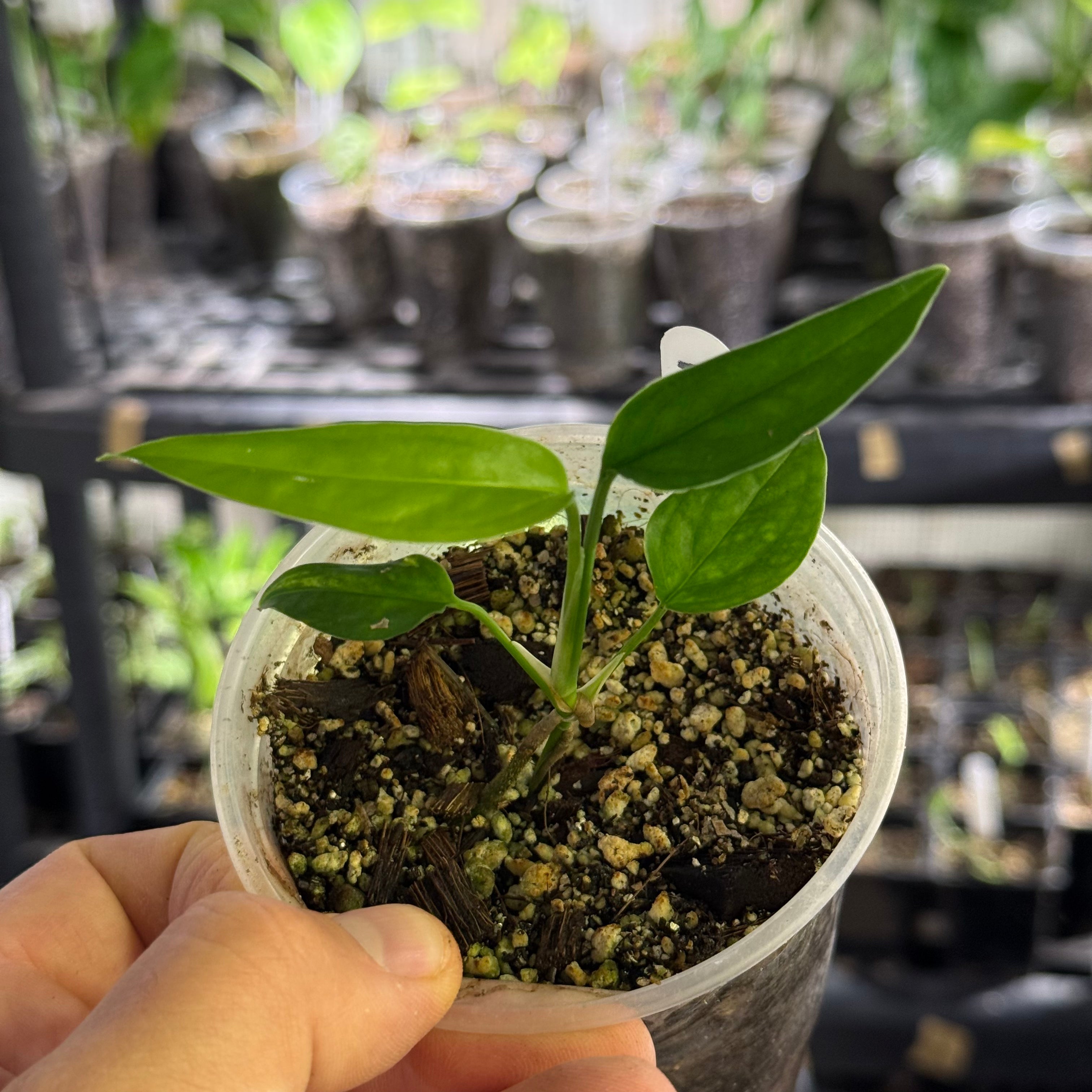 Monstera obliqua yasuni