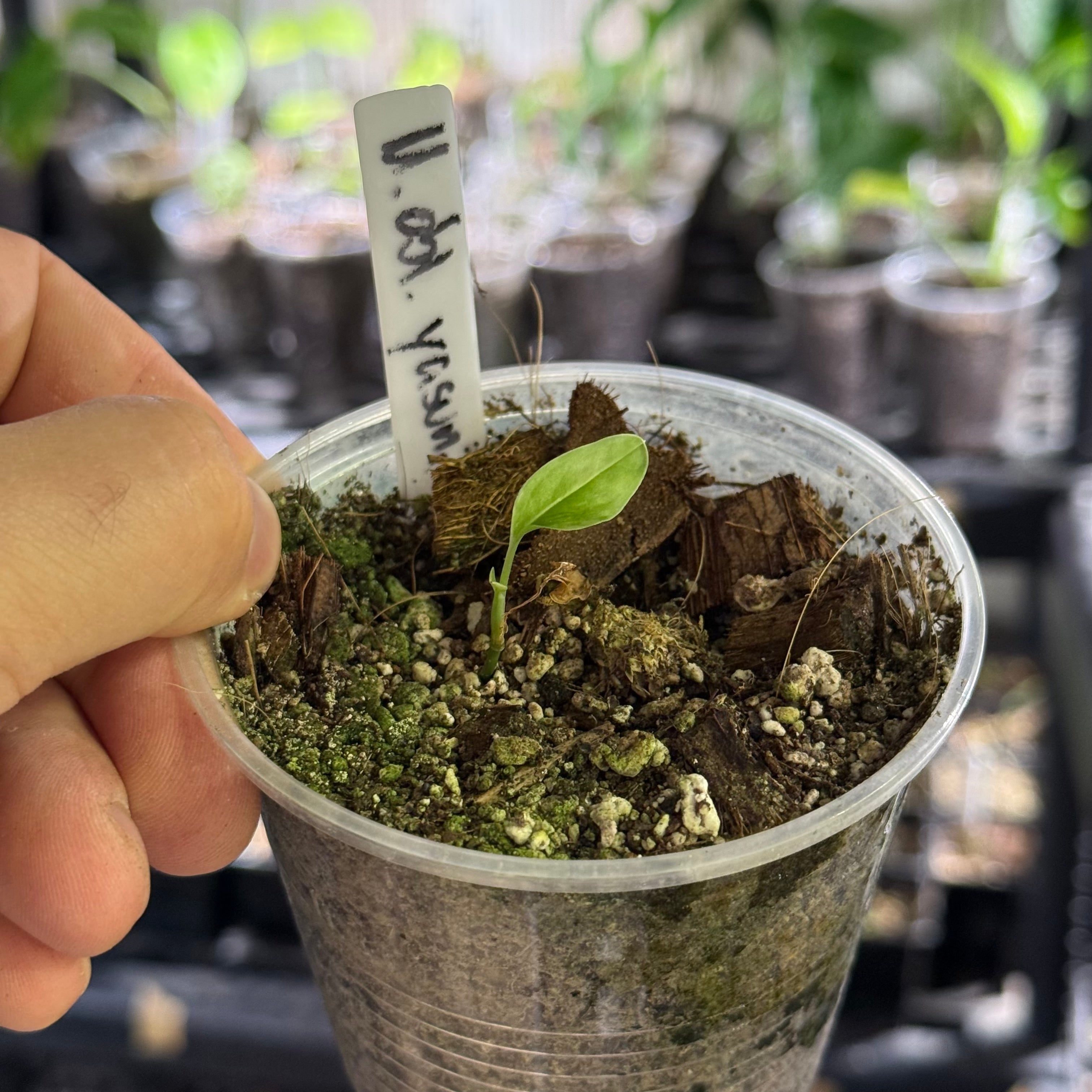 Monstera obliqua yasuni
