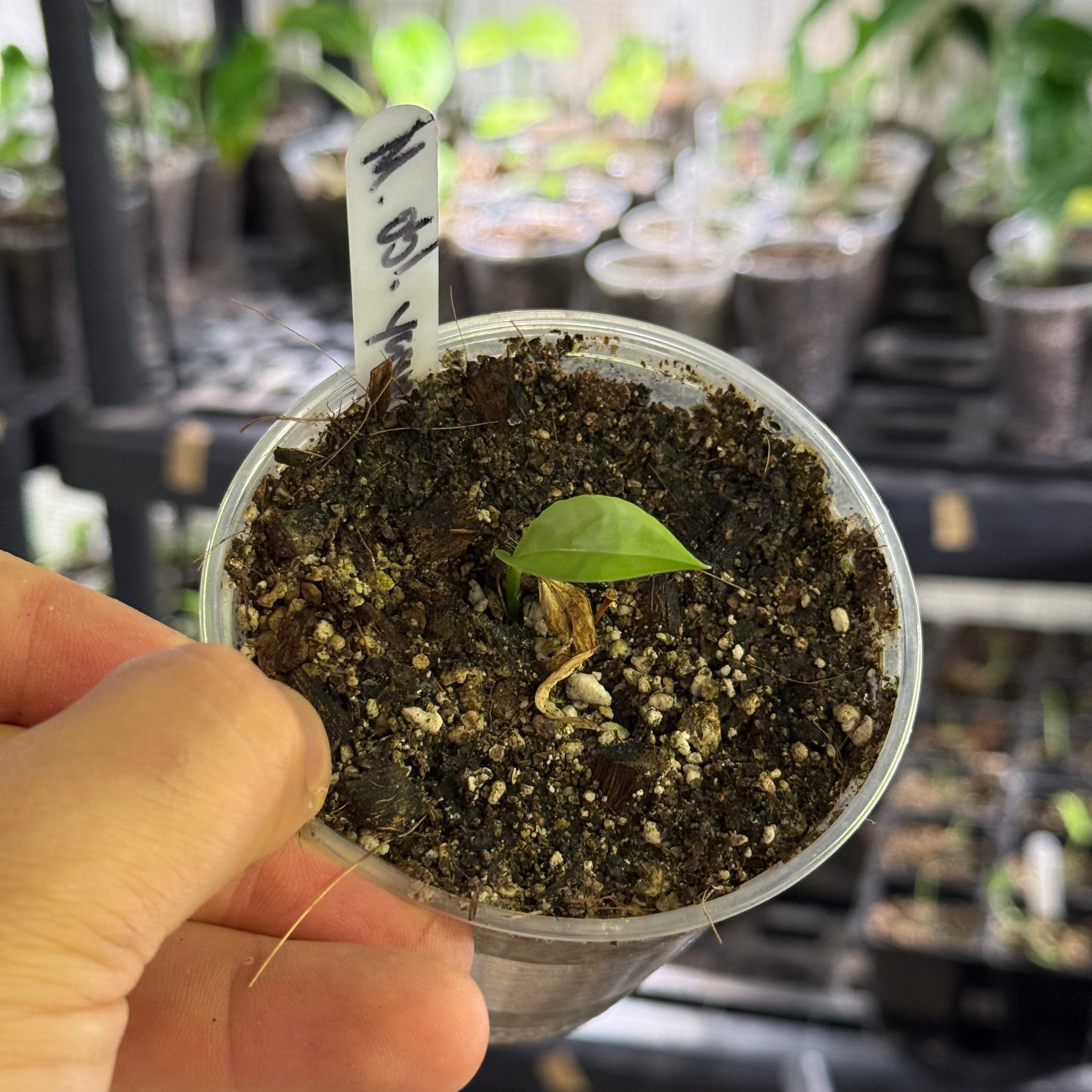 Monstera obliqua yasuni