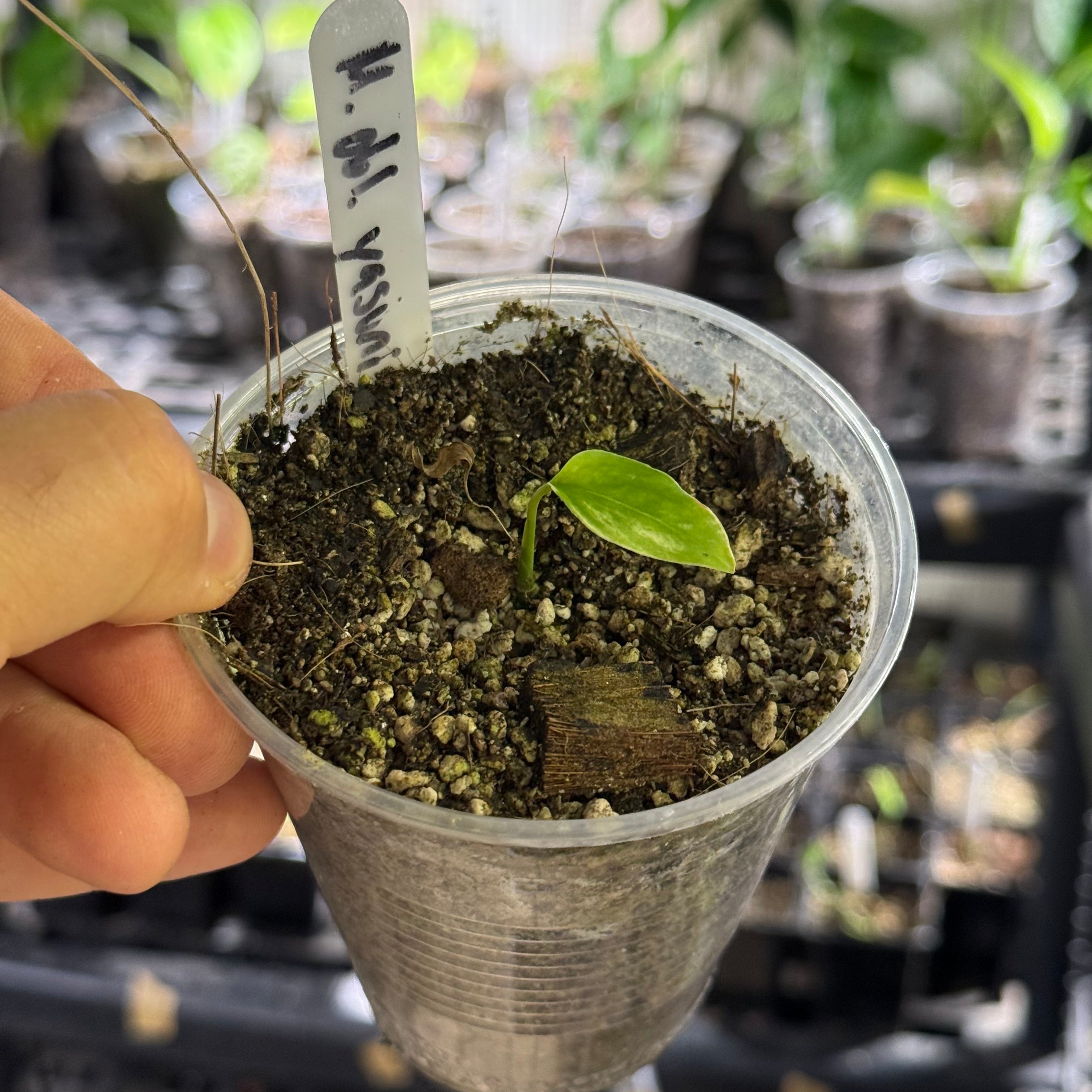 Monstera obliqua yasuni