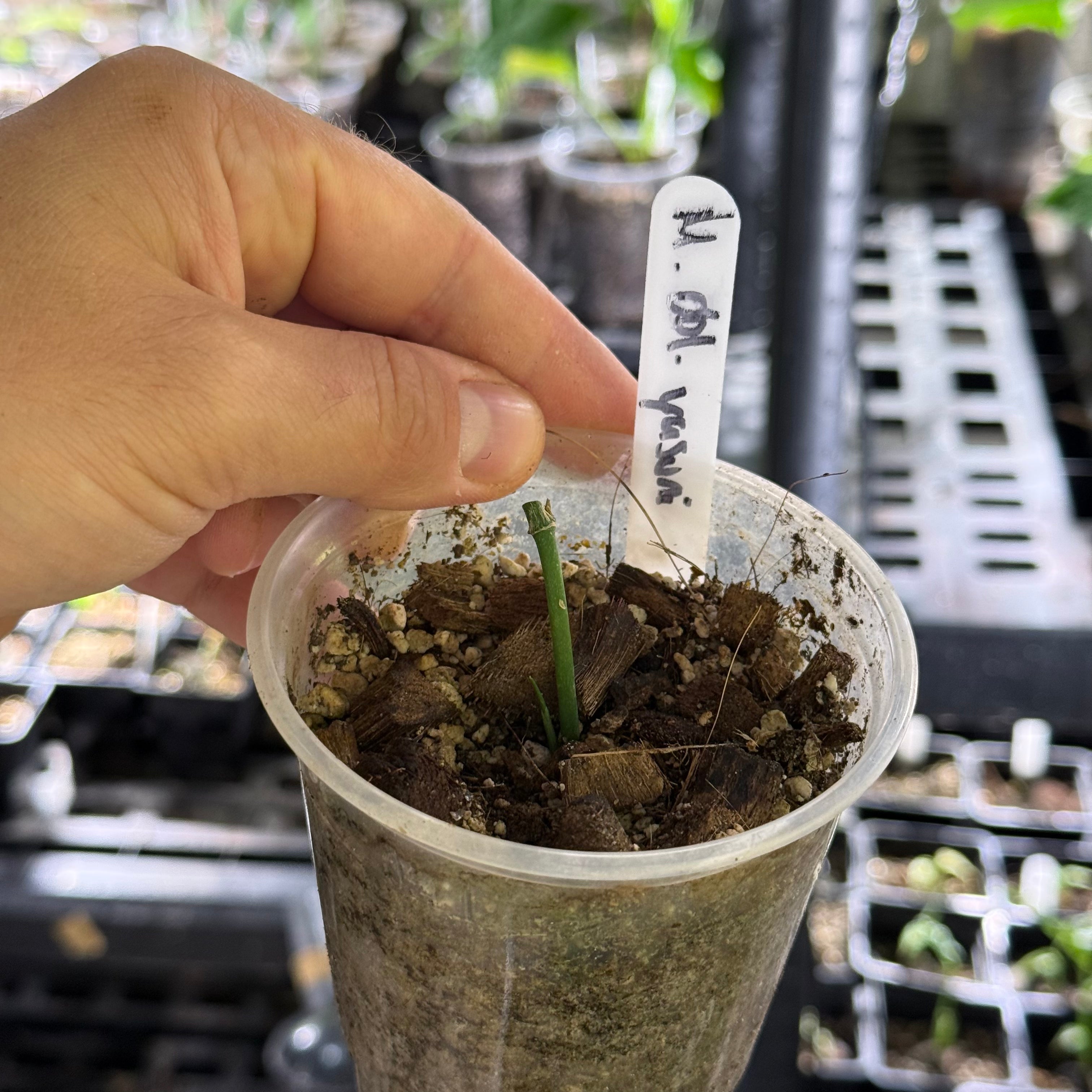 Monstera obliqua yasuni