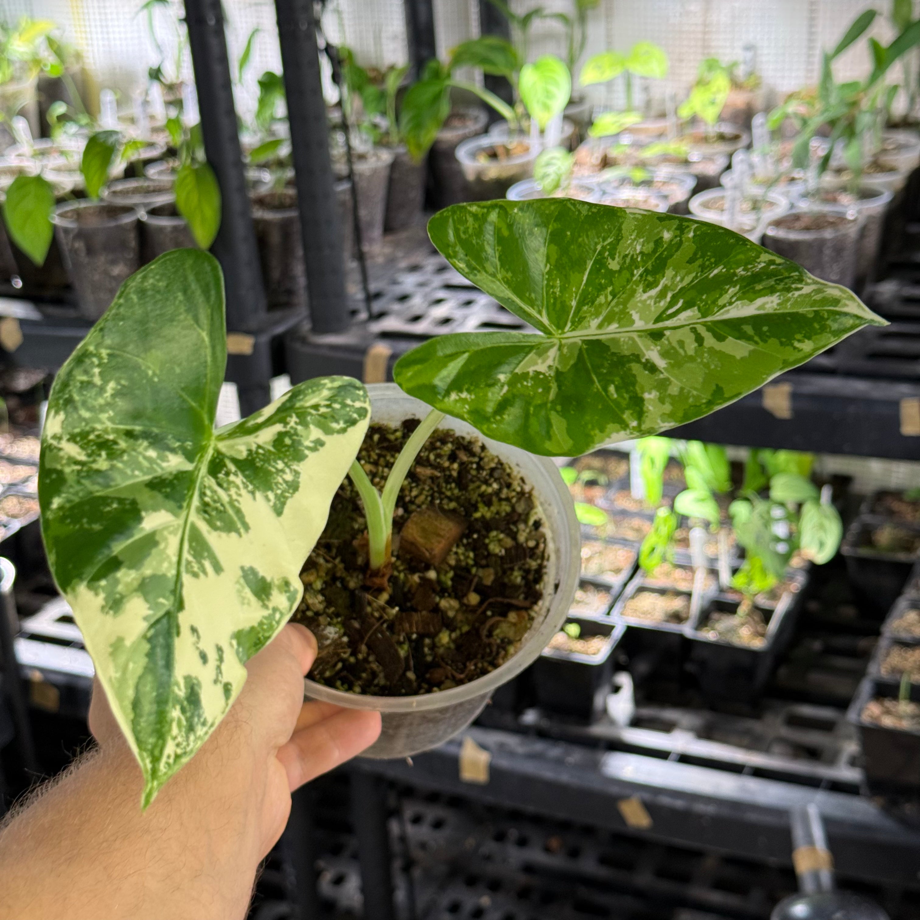 Alocasia maccrorhizza variegata