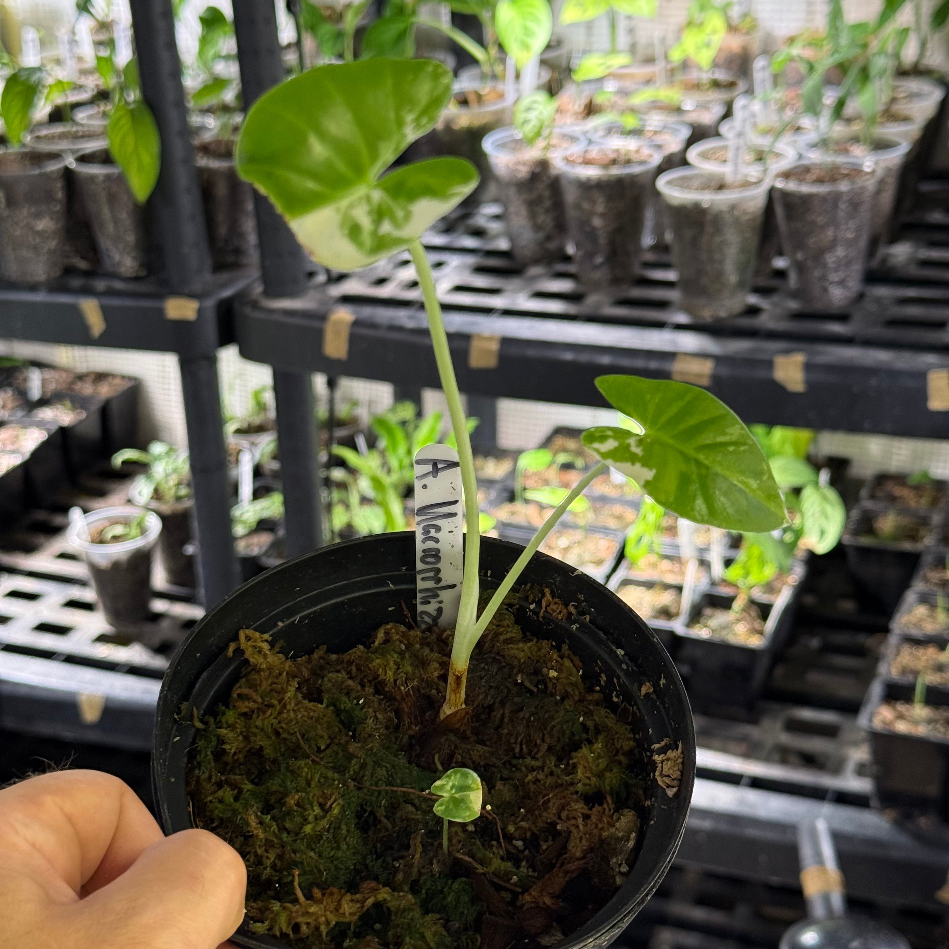 Alocasia maccrorhizza variegata