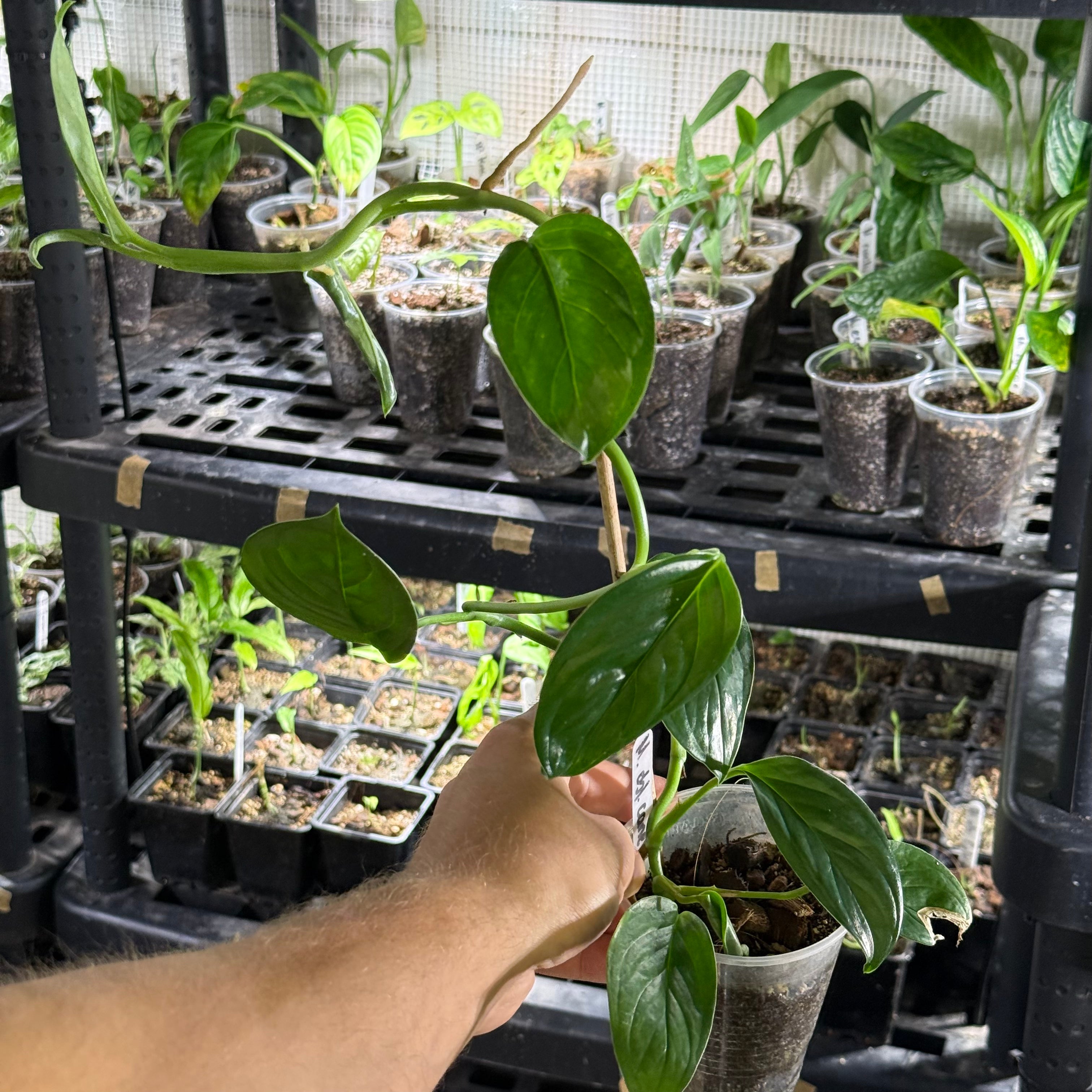 Monstera obliqua cf canelos