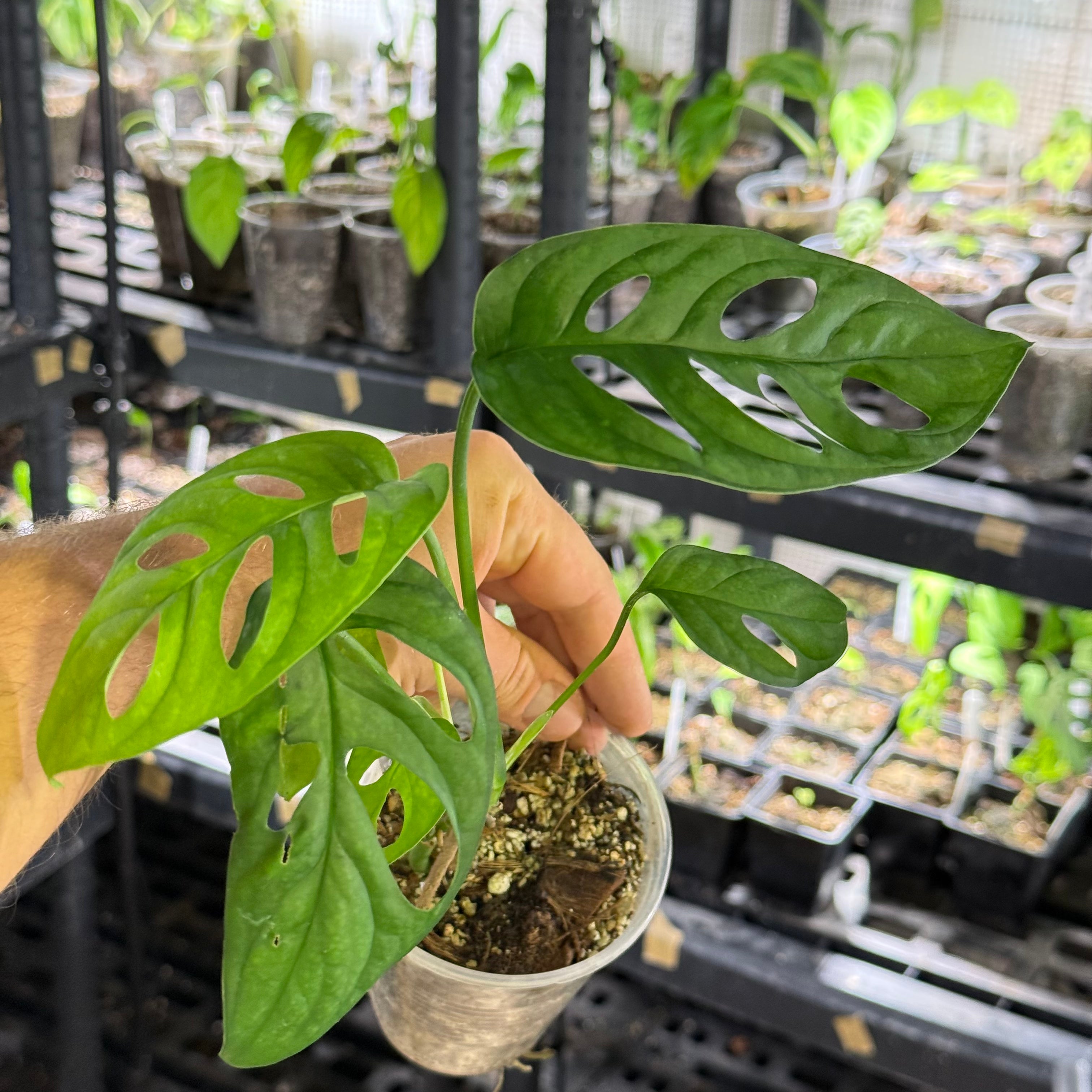 Monstera obliqua cf canelos