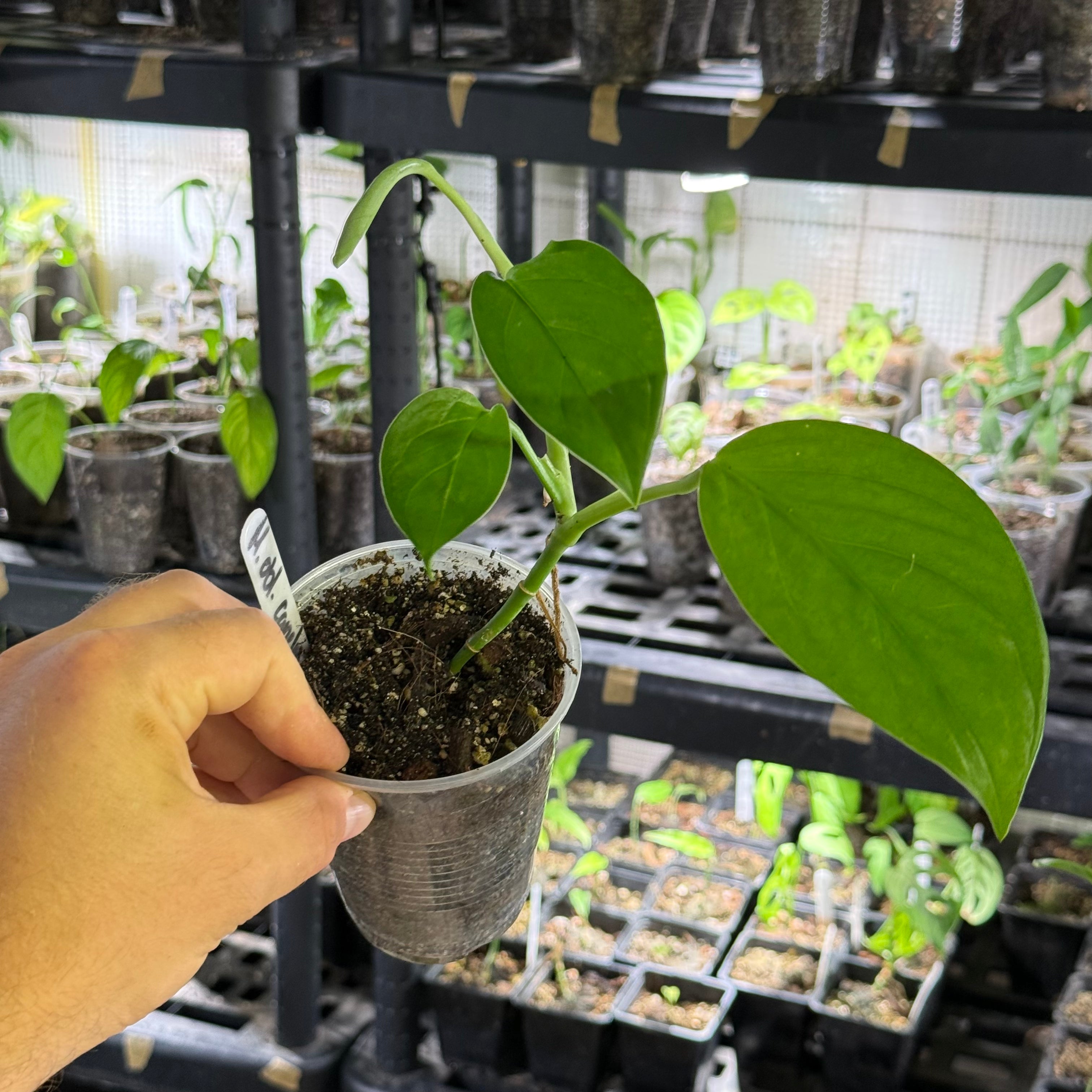 Monstera obliqua cf canelos