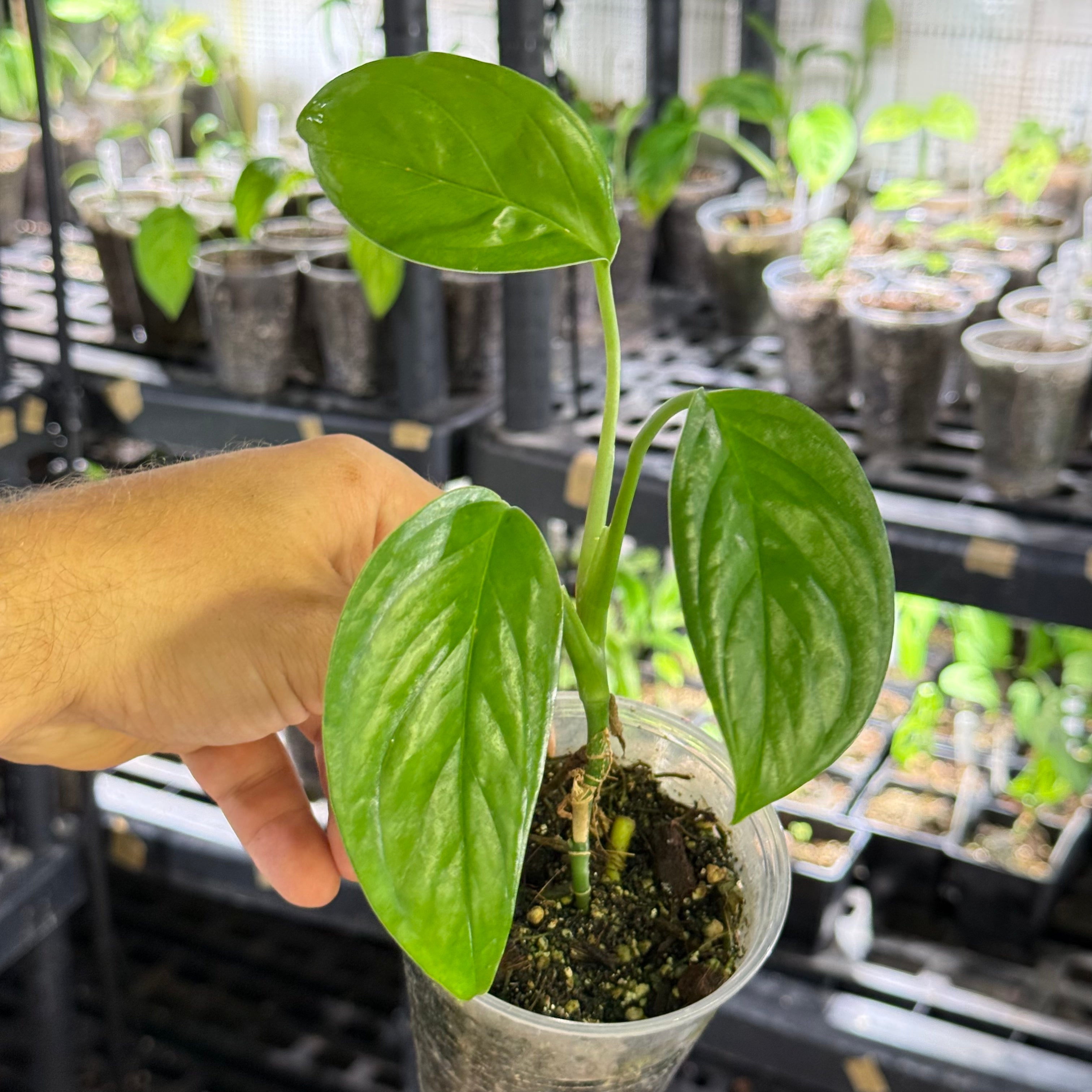 Monstera obliqua cf canelos
