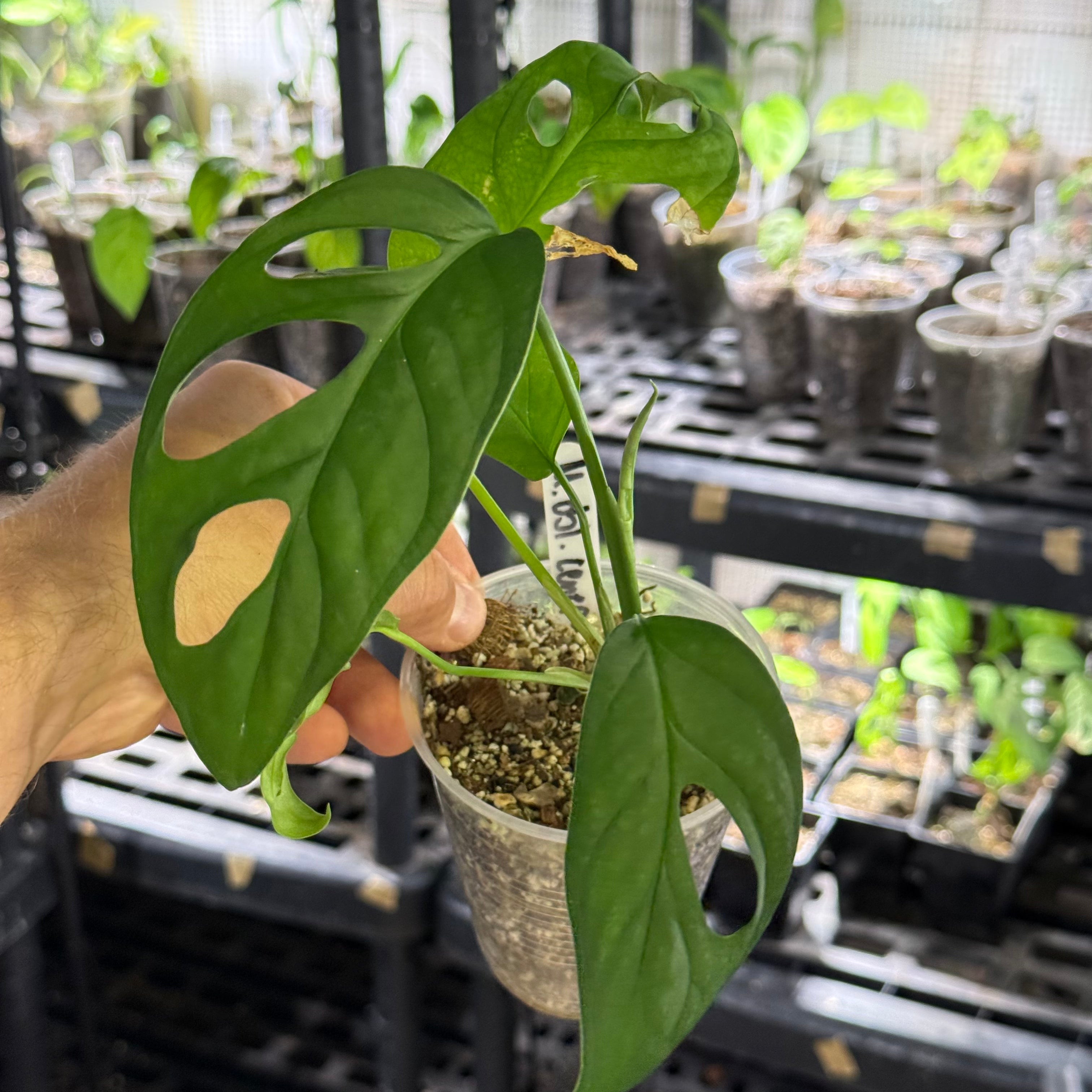 Monstera obliqua cf canelos