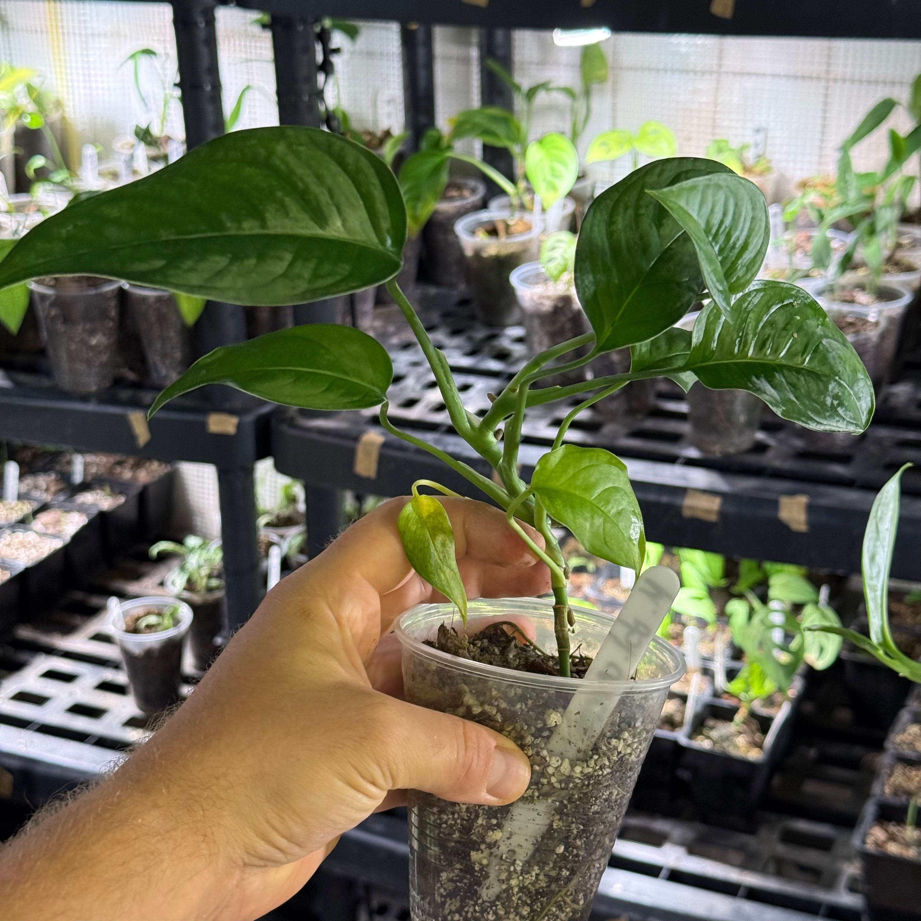 Monstera obliqua cf canelos