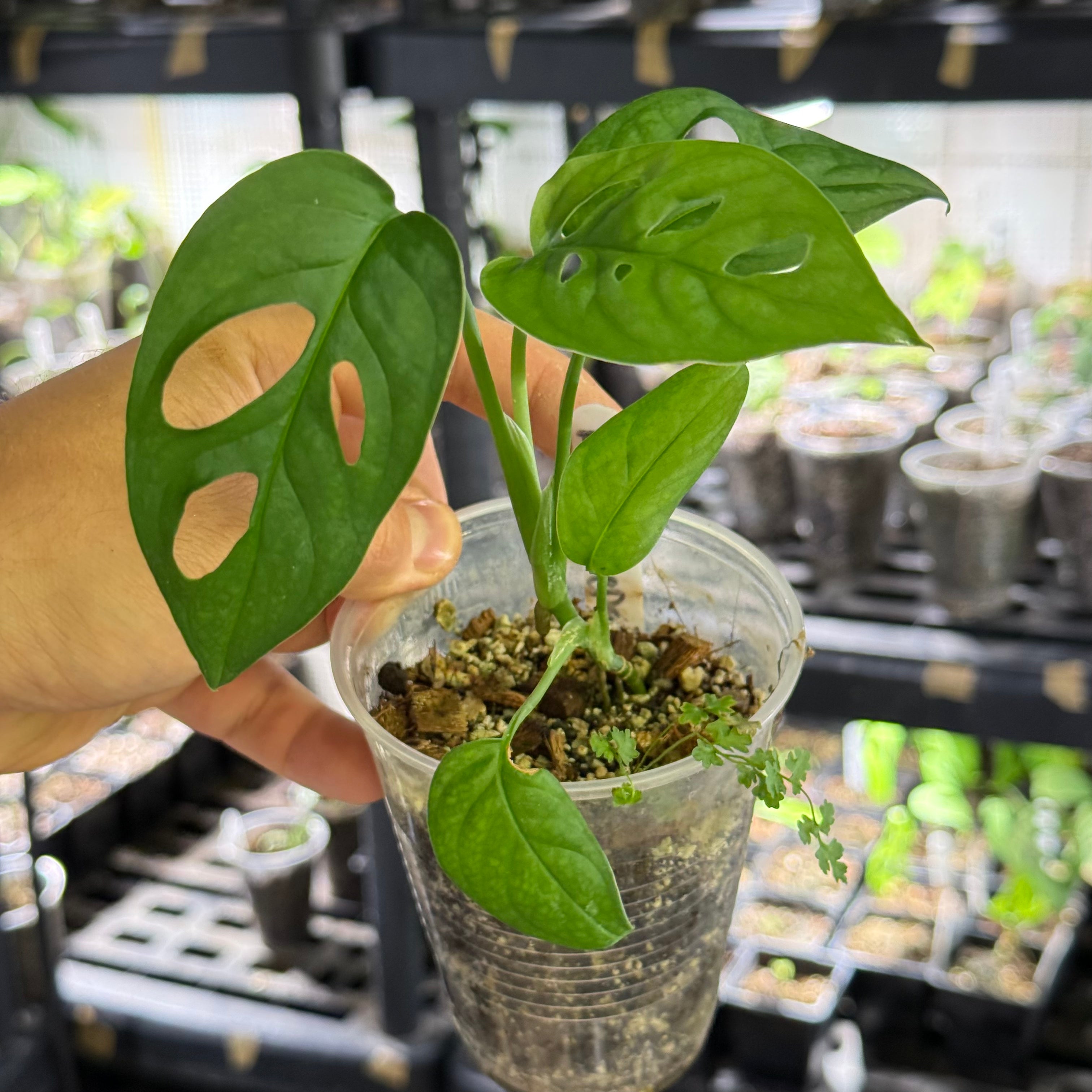 Monstera obliqua cf canelos