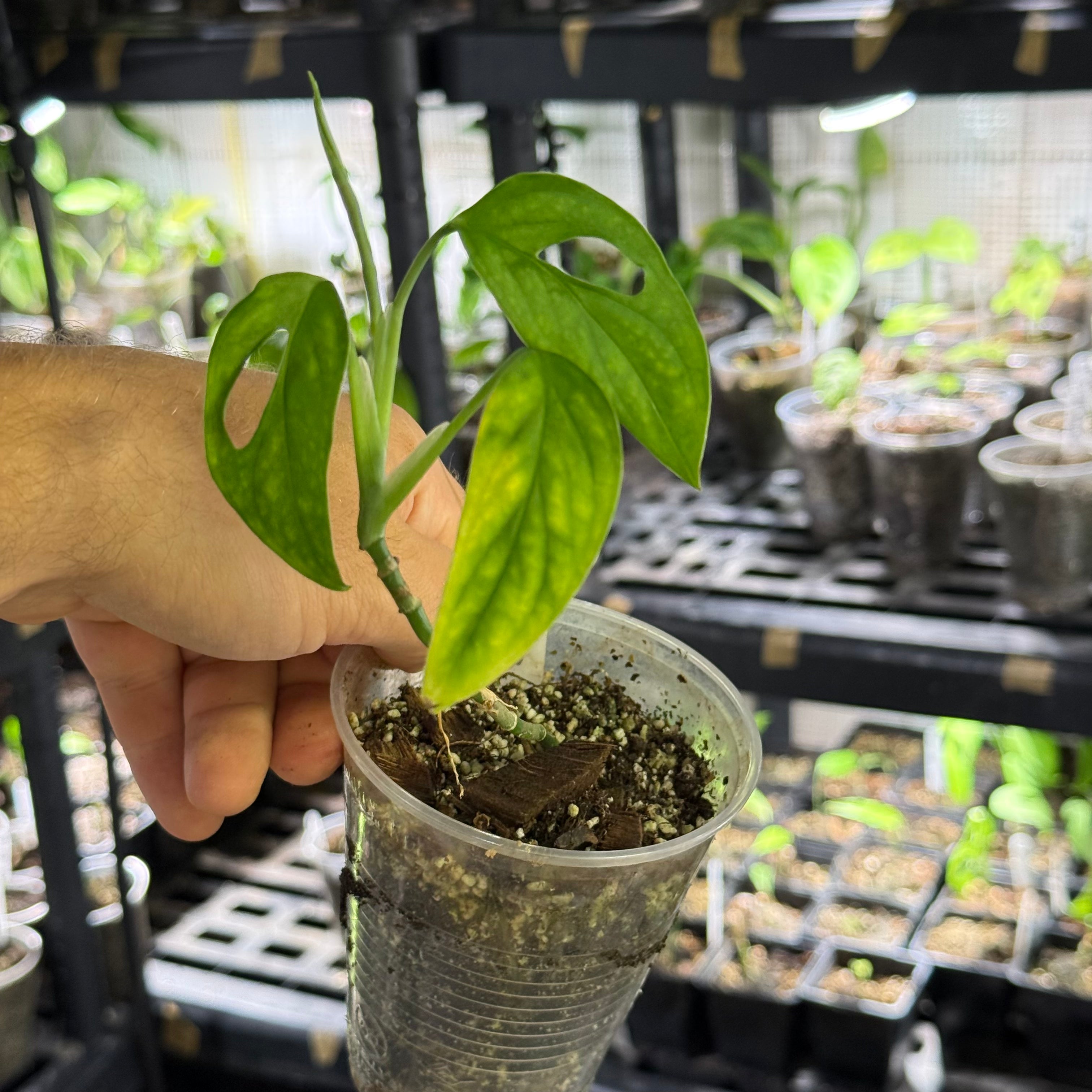 Monstera obliqua cf canelos