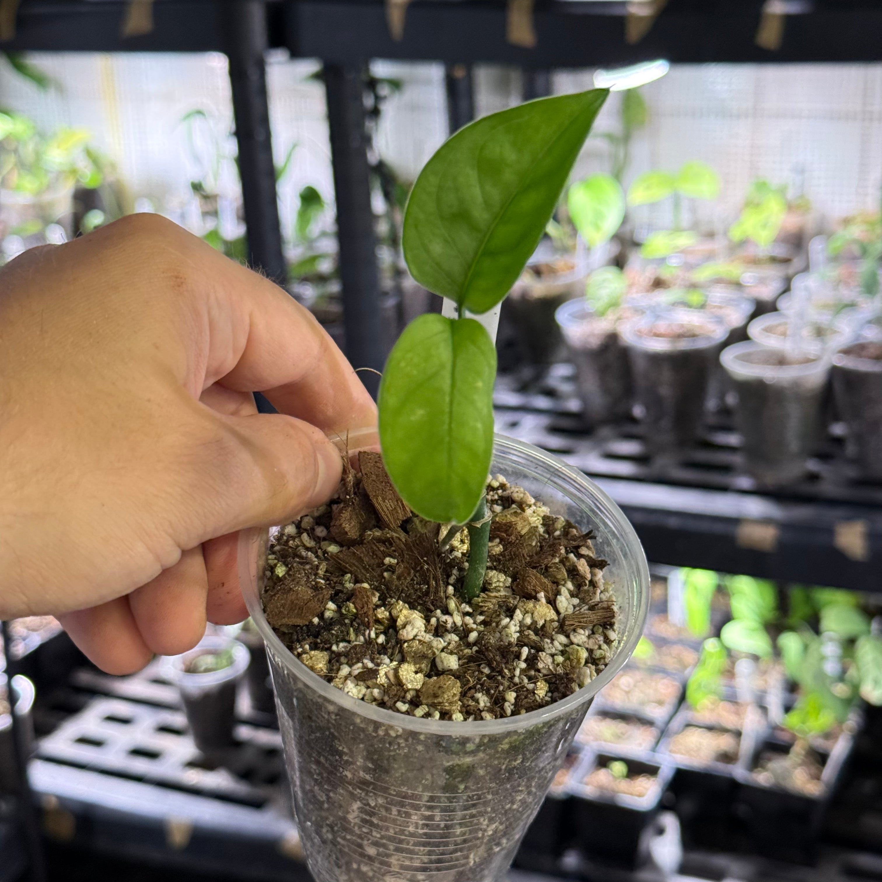 Monstera obliqua cf canelos