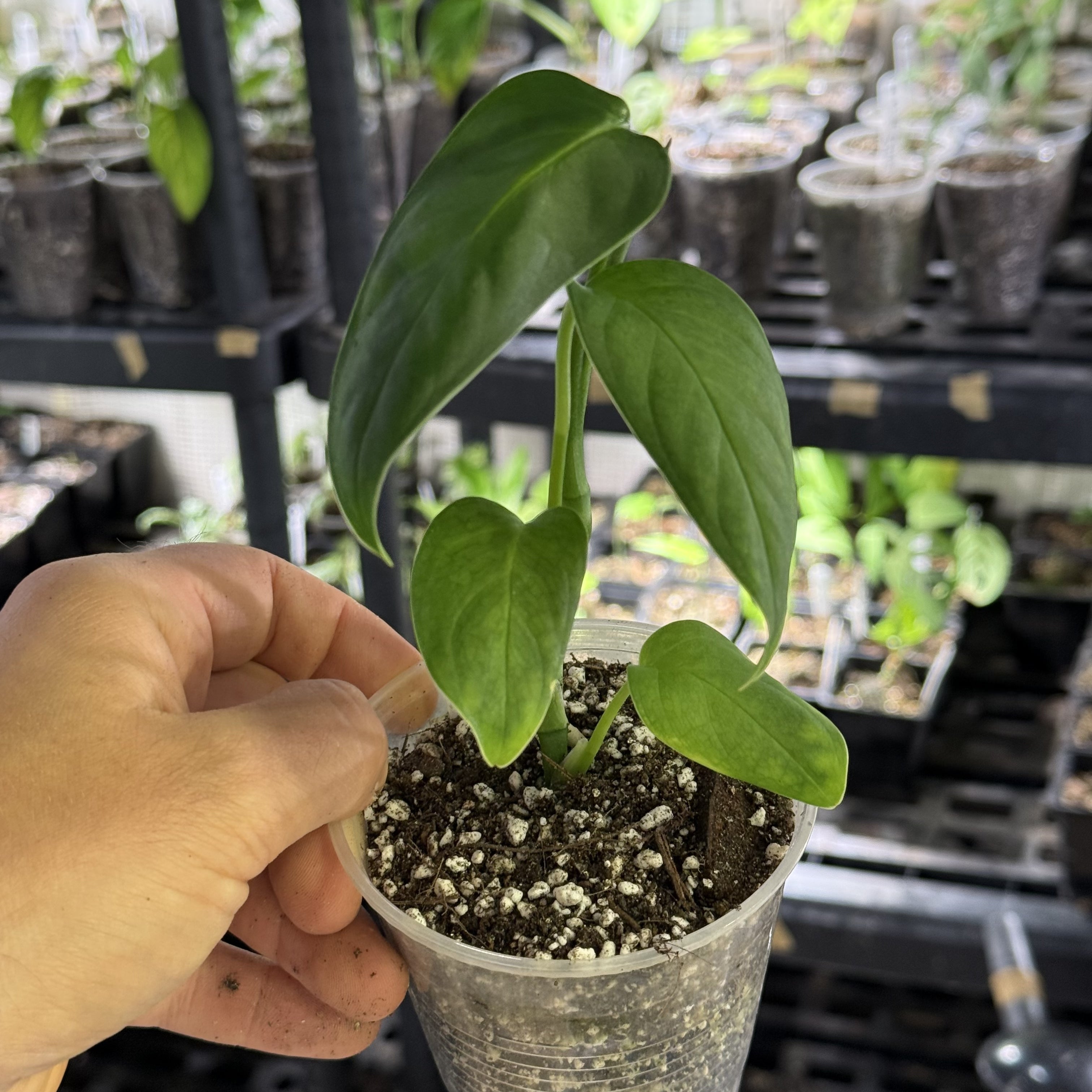 Monstera pachicutza