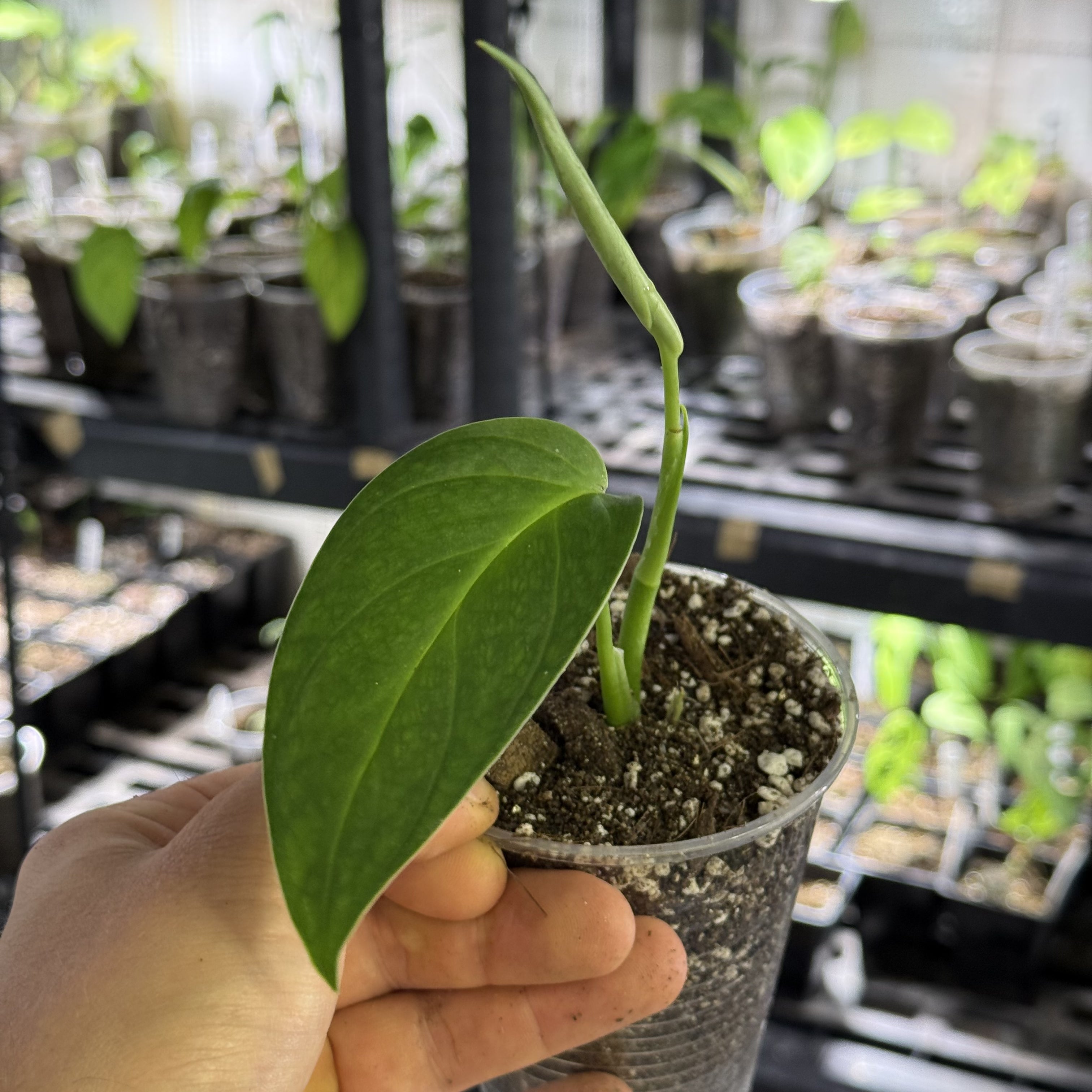 Monstera pachicutza