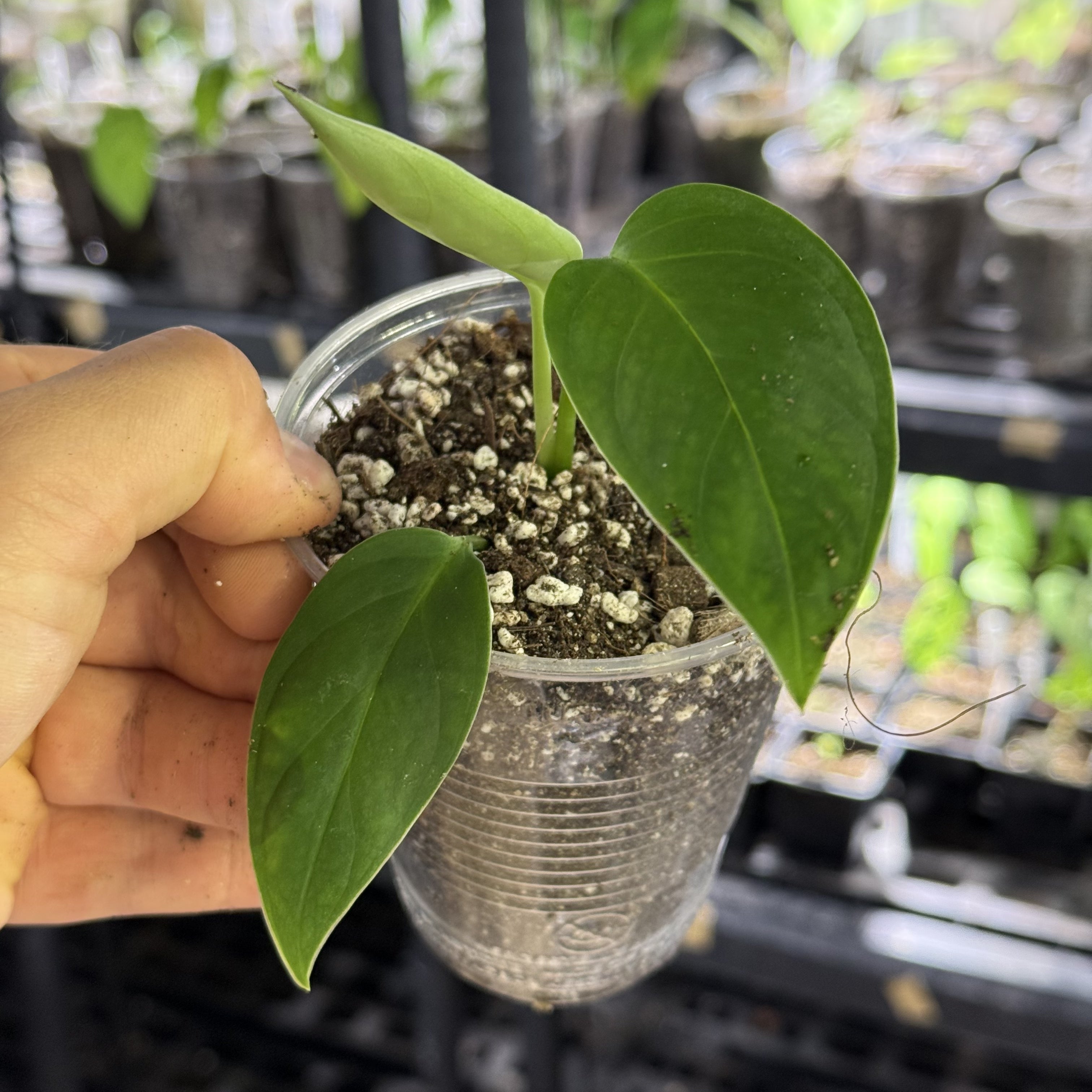 Monstera pachicutza