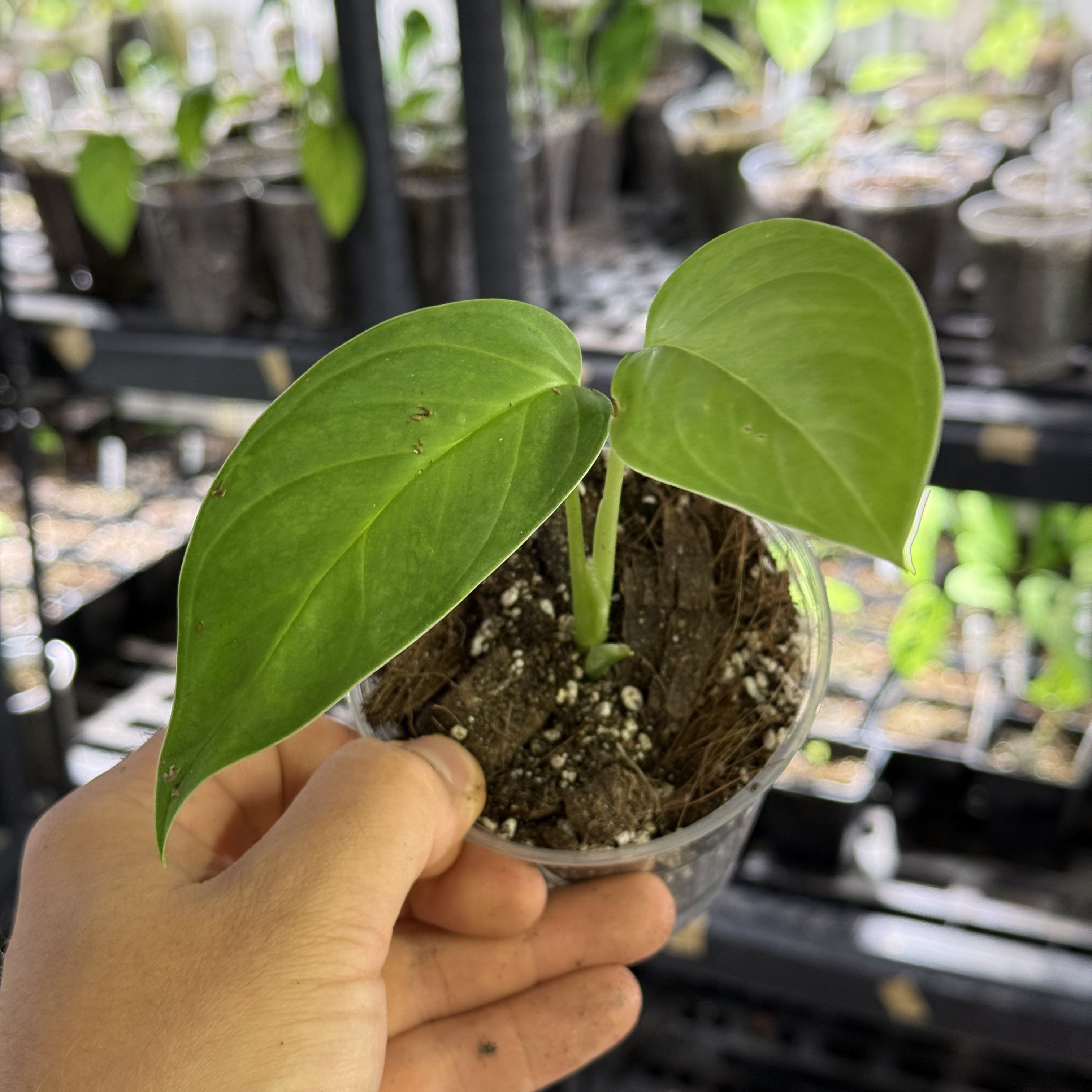 Monstera pachicutza