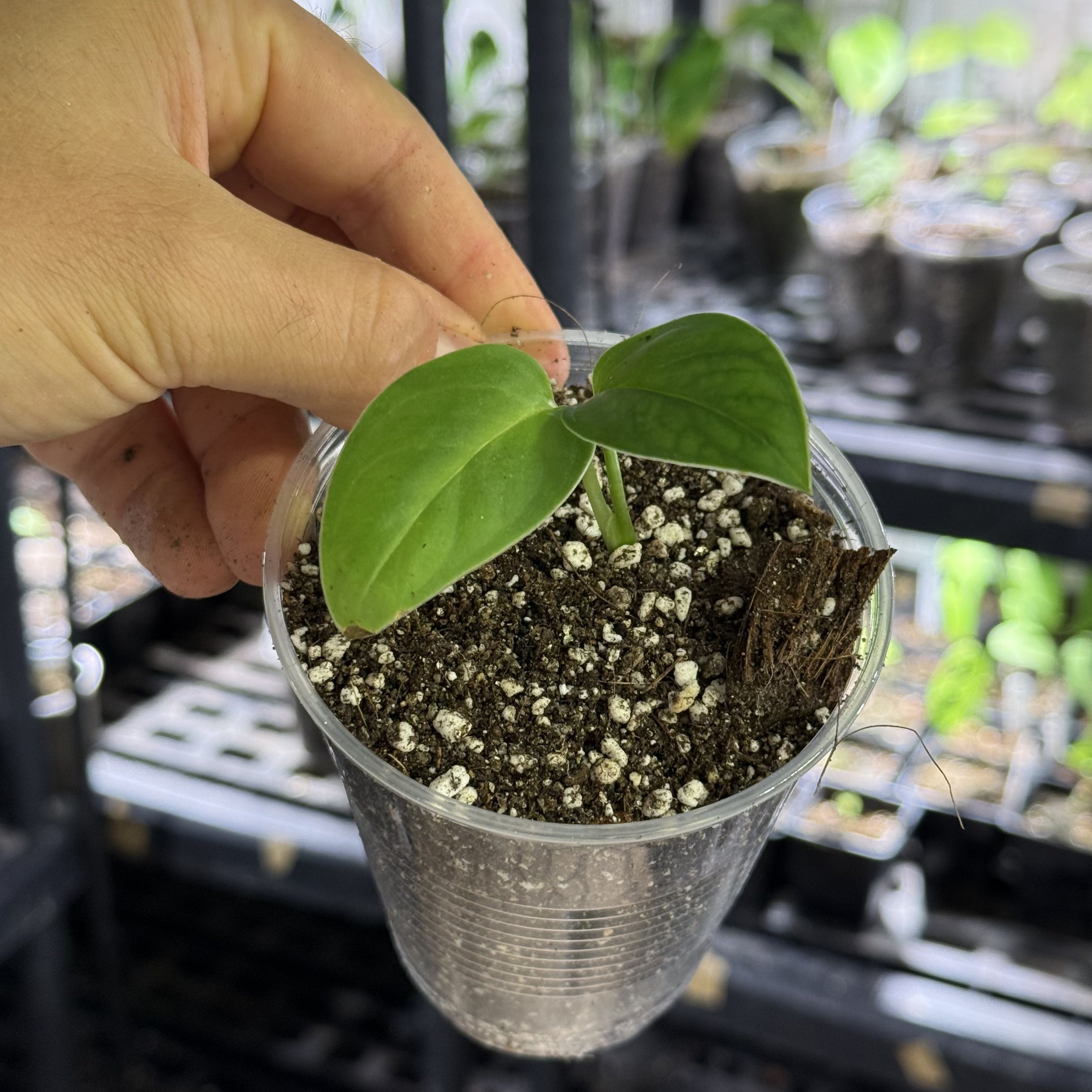 Monstera pachicutza