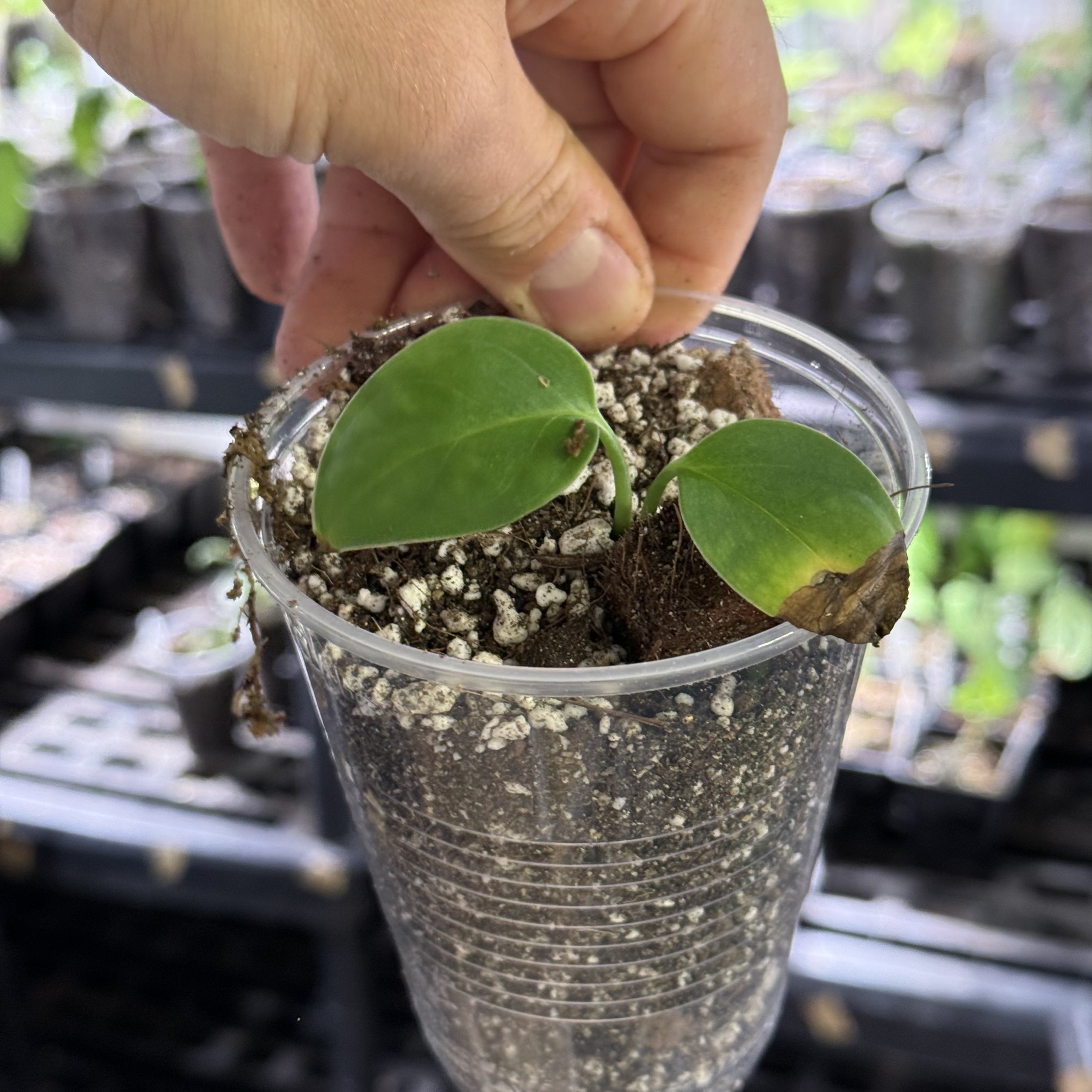 Monstera pachicutza