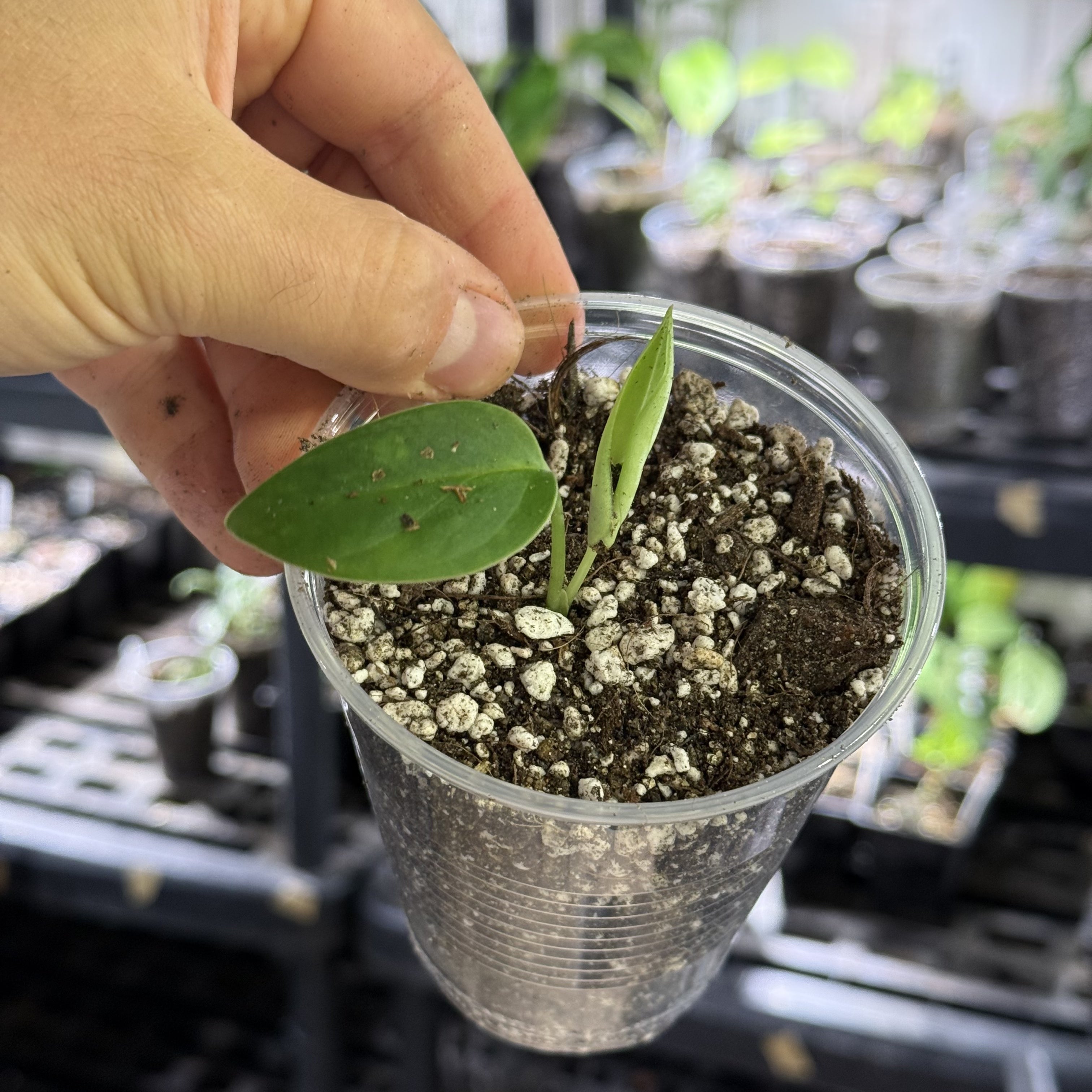 Monstera pachicutza